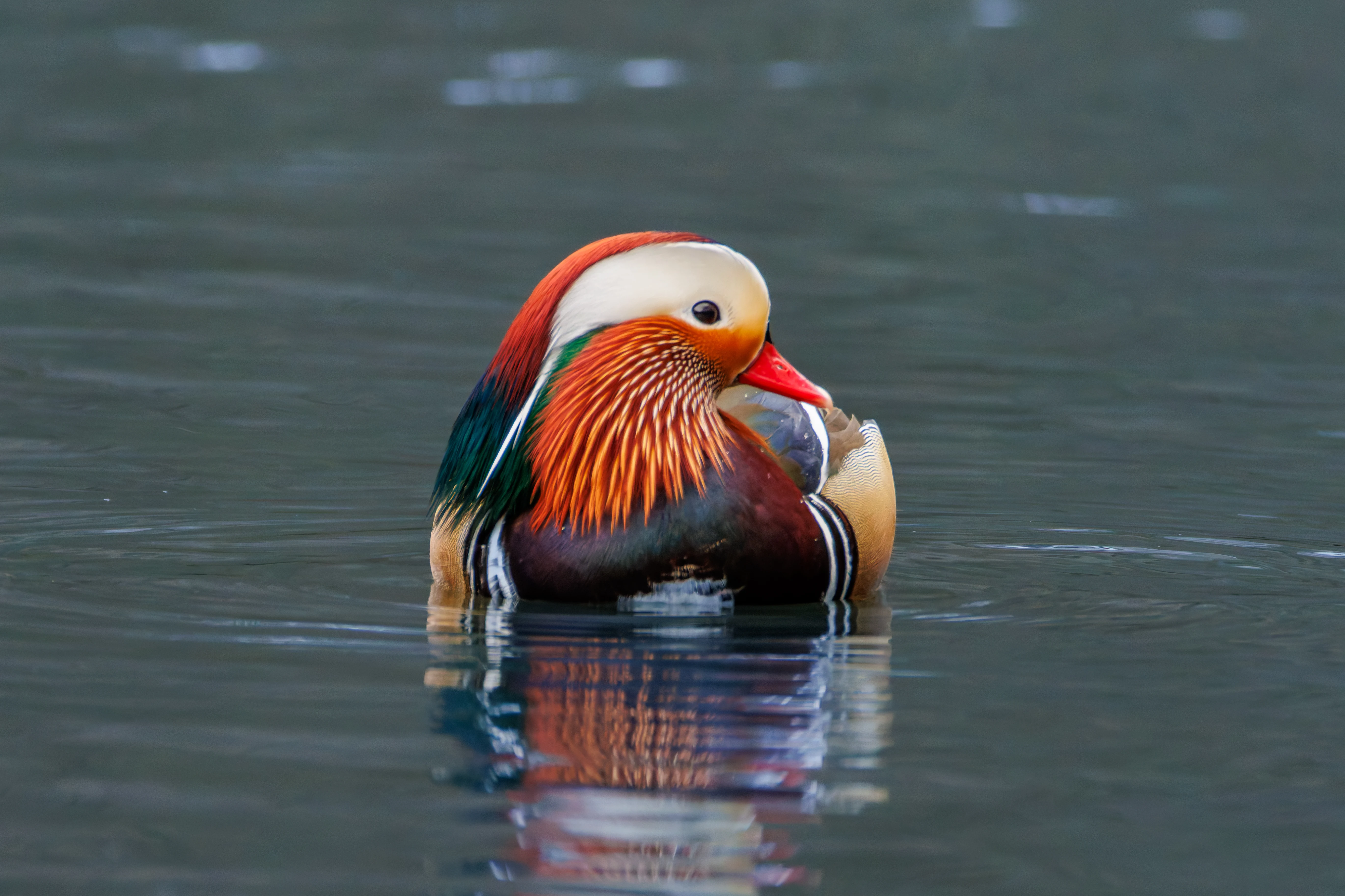 Mandarin Duck Male, Sheffield, UK — photo by Orlando Prugel-Bennett