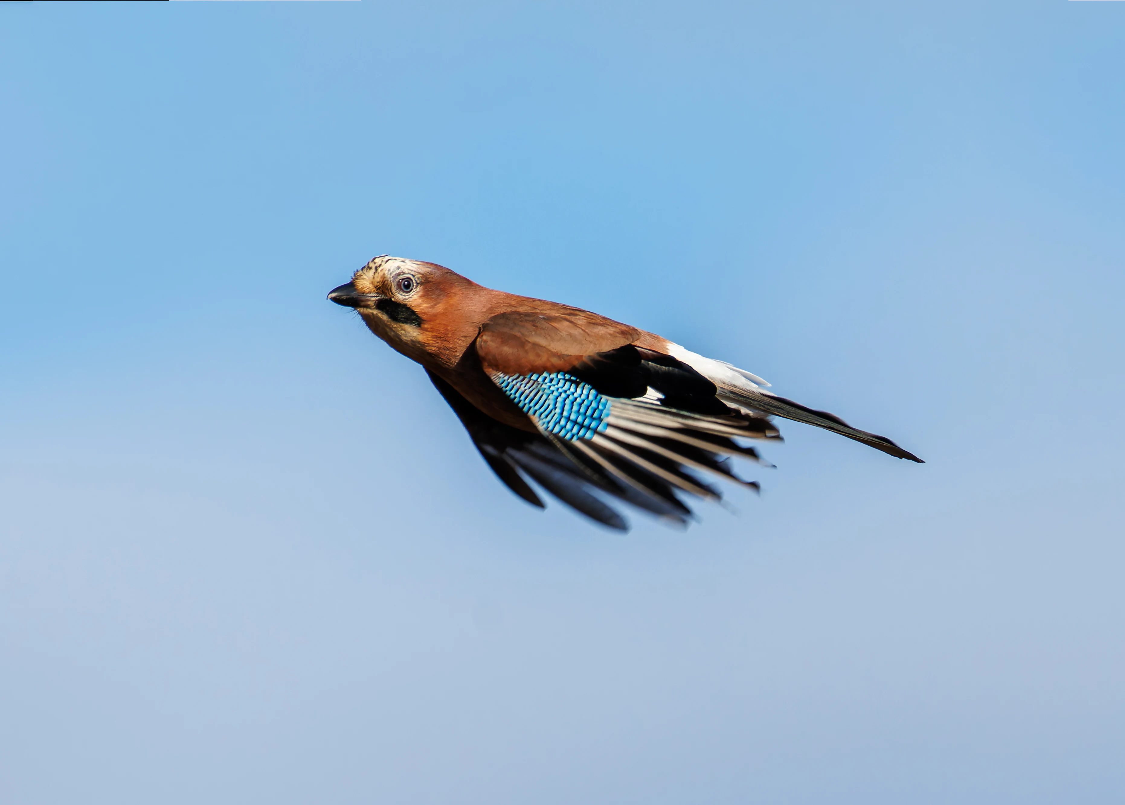 Jay, Lymington, UK — photo by Orlando Prugel-Bennett