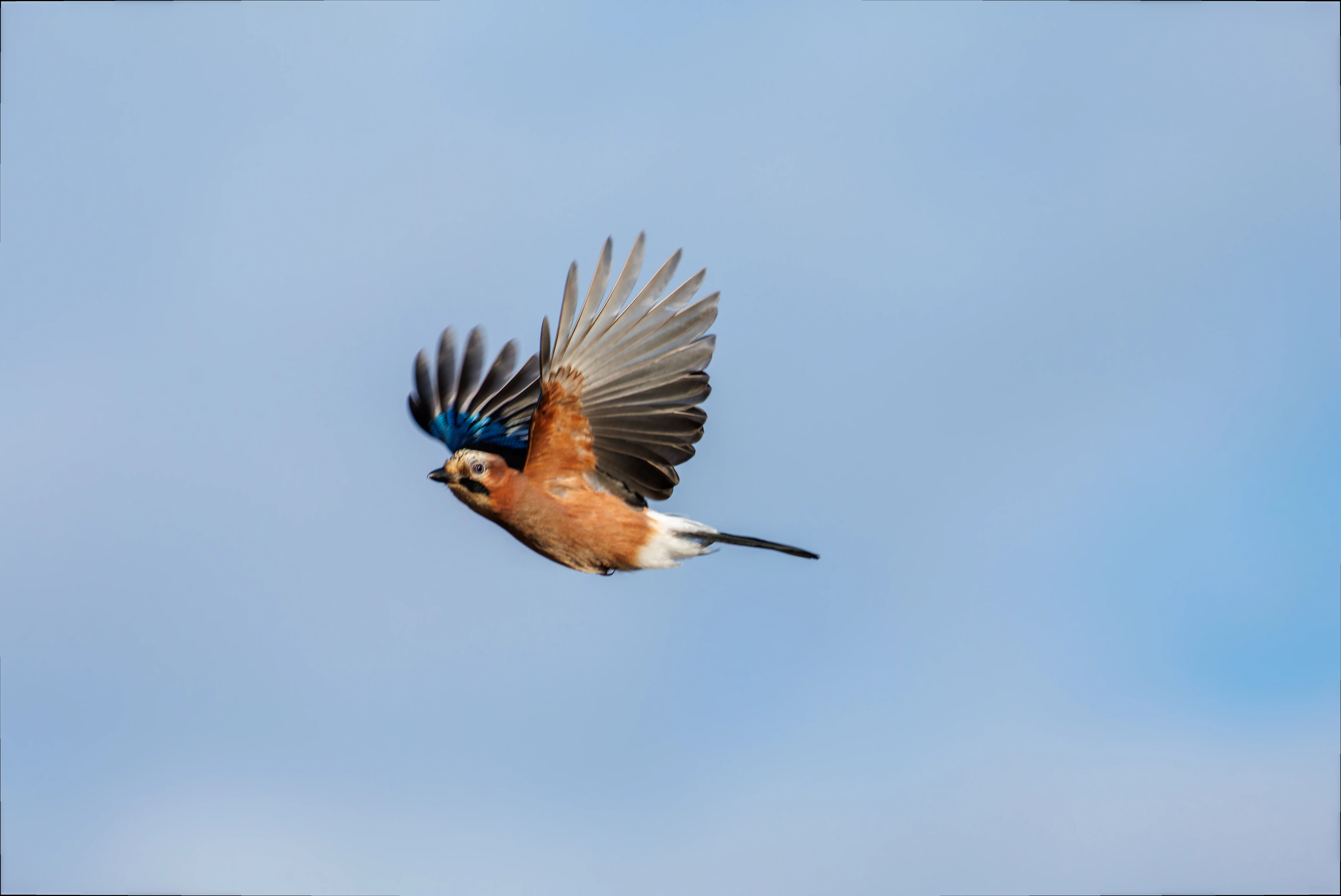 Jay, Lymington, UK — photo by Orlando Prugel-Bennett