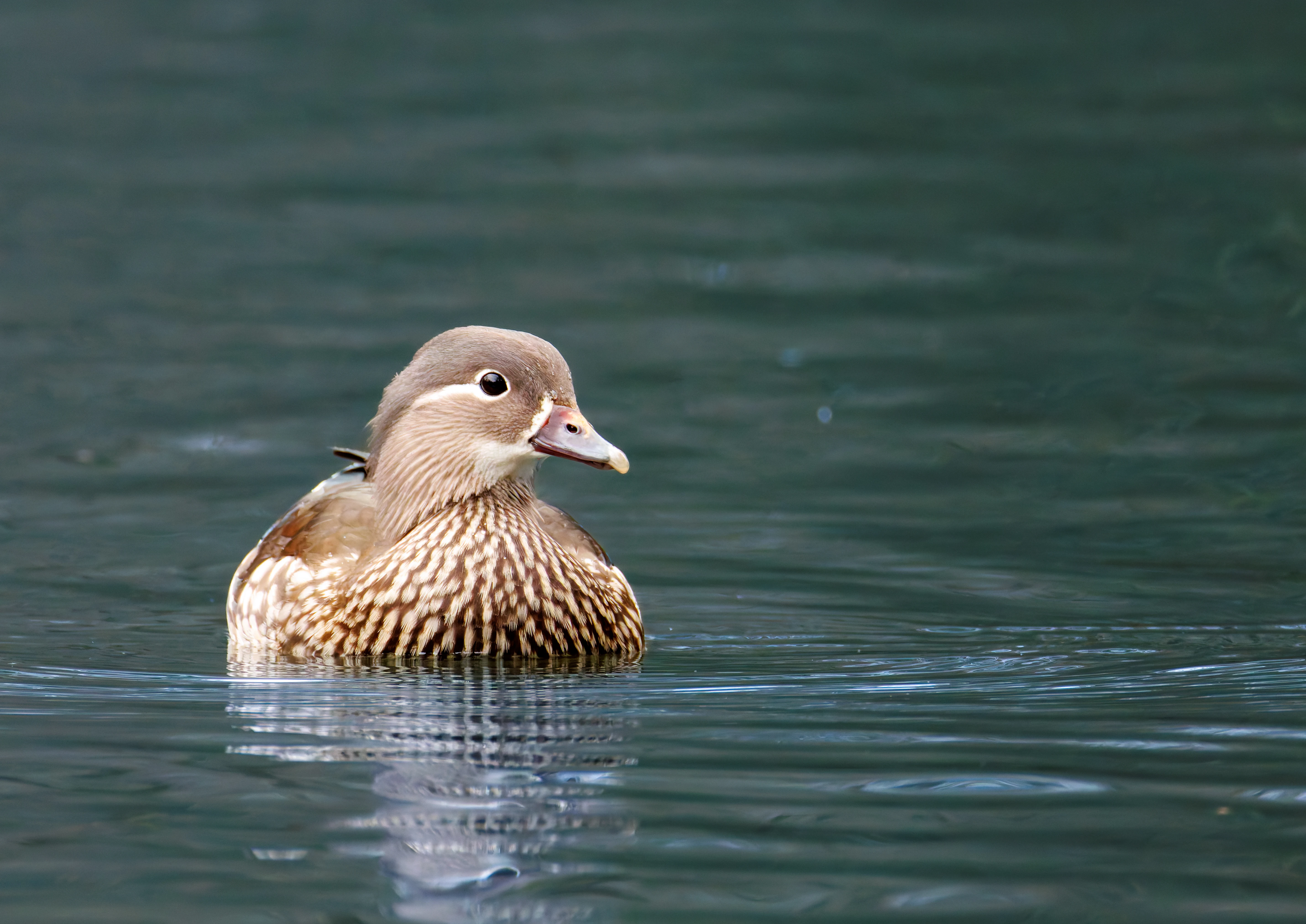 Mandarin Duck Female, Sheffield, UK — photo by Orlando Prugel-Bennett
