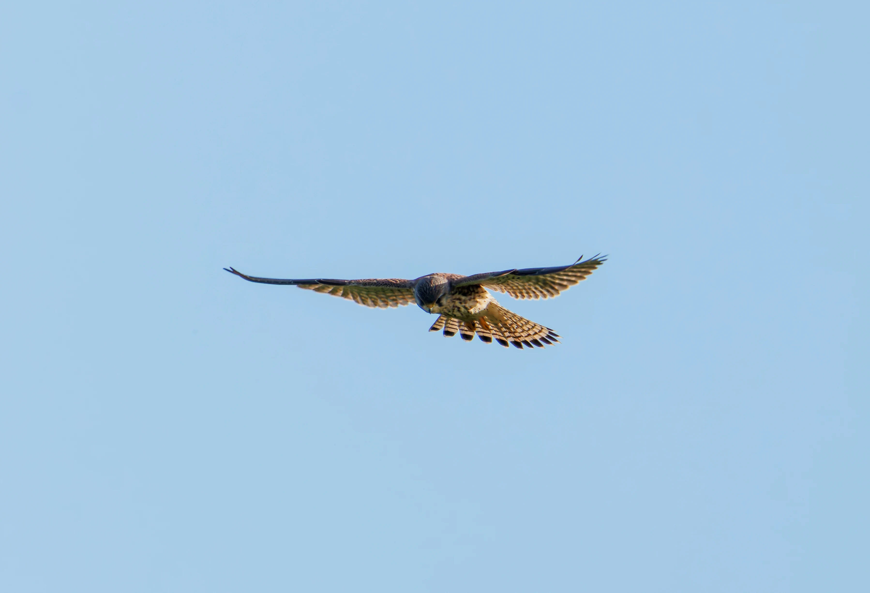 Kestrel, Lymington, UK — photo by Orlando Prugel-Bennett
