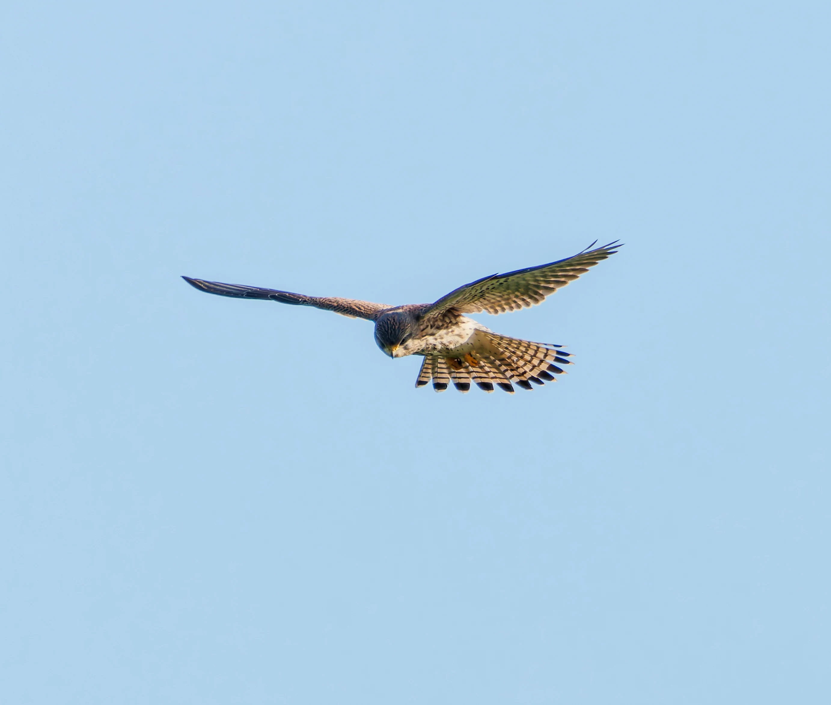 Kestrel, Lymington, UK — photo by Orlando Prugel-Bennett