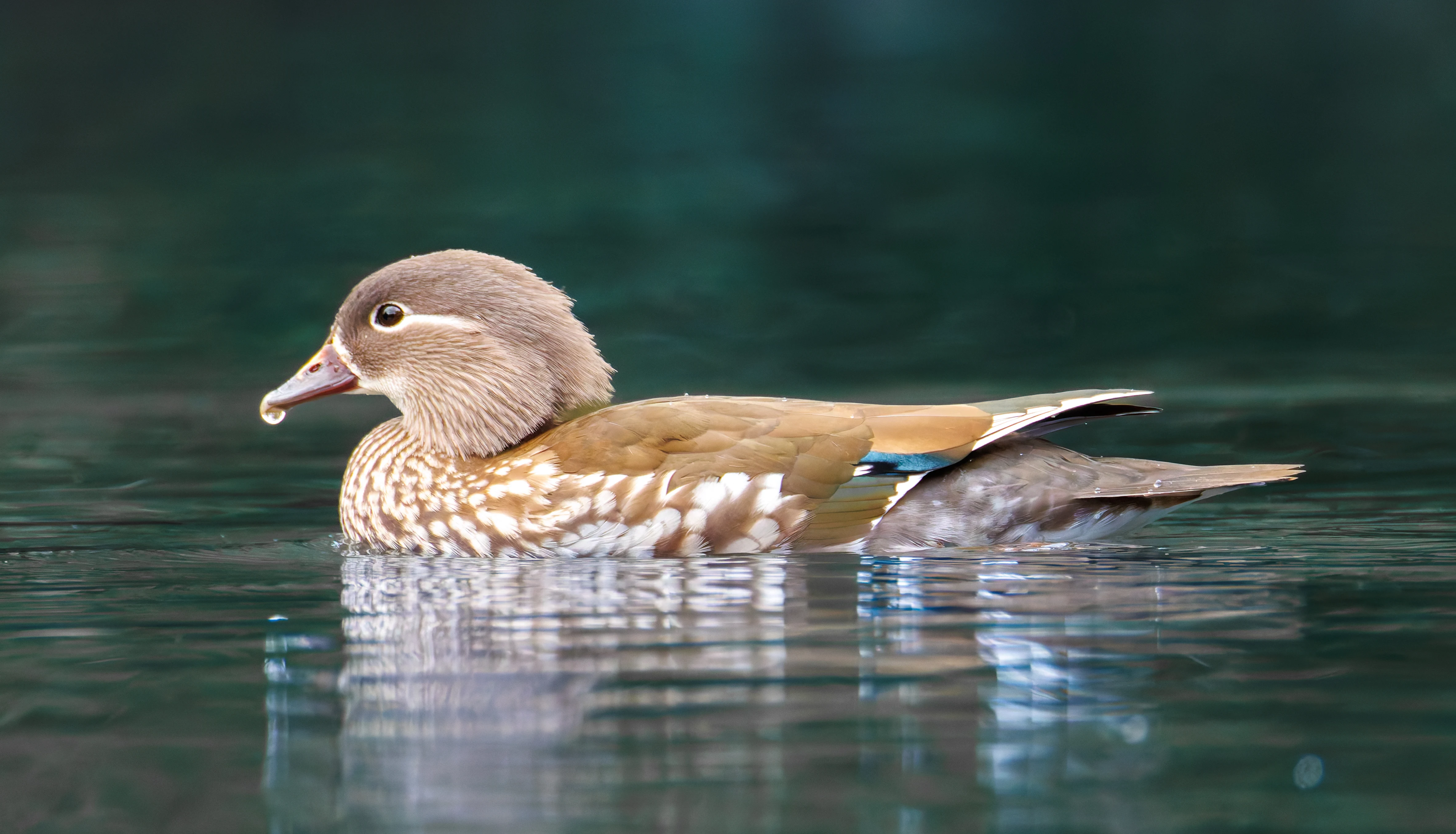 Mandarin Duck Female, Sheffield, UK — photo by Orlando Prugel-Bennett