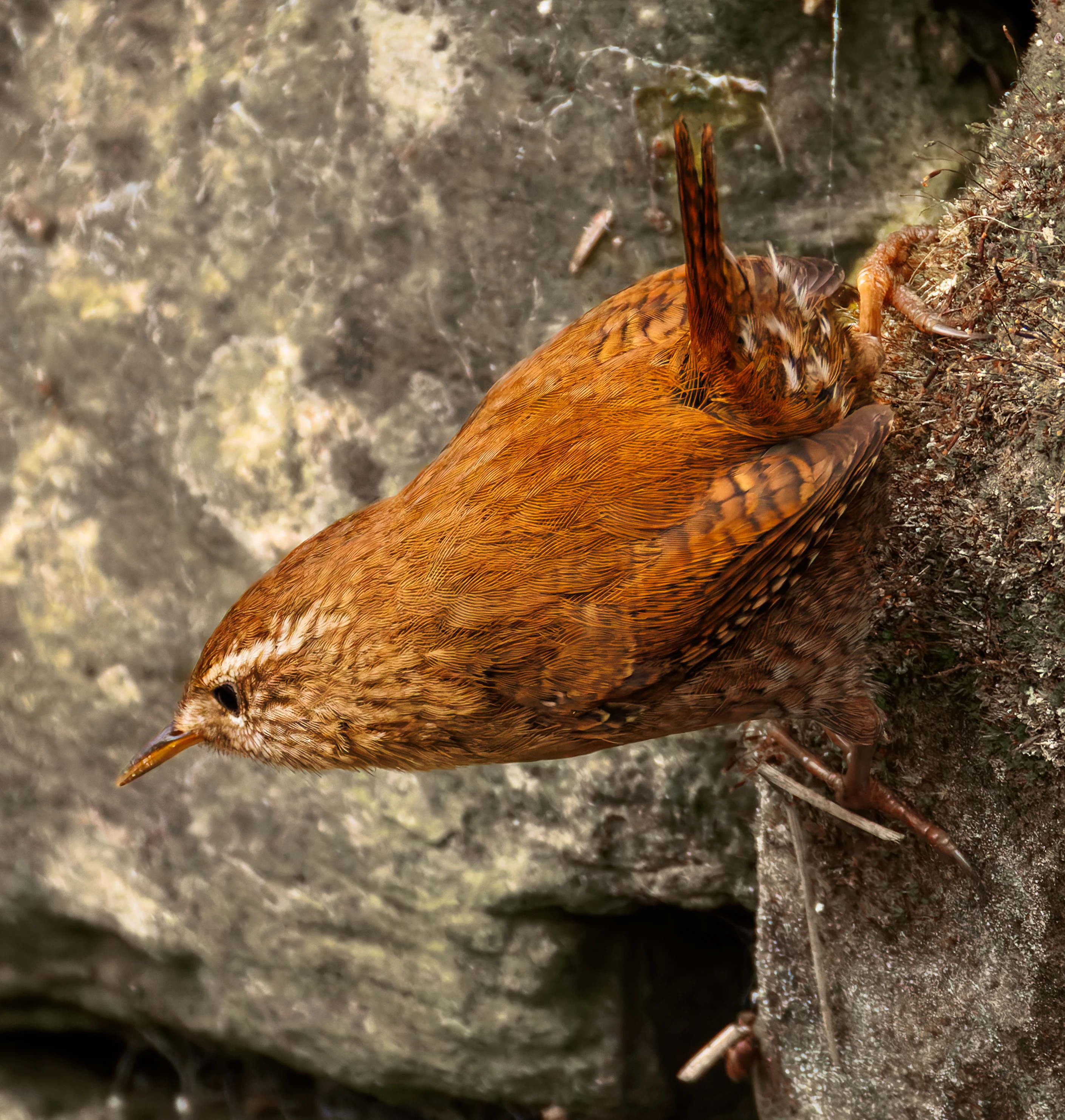 Wren, Sheffield, UK — photo by Orlando Prugel-Bennett