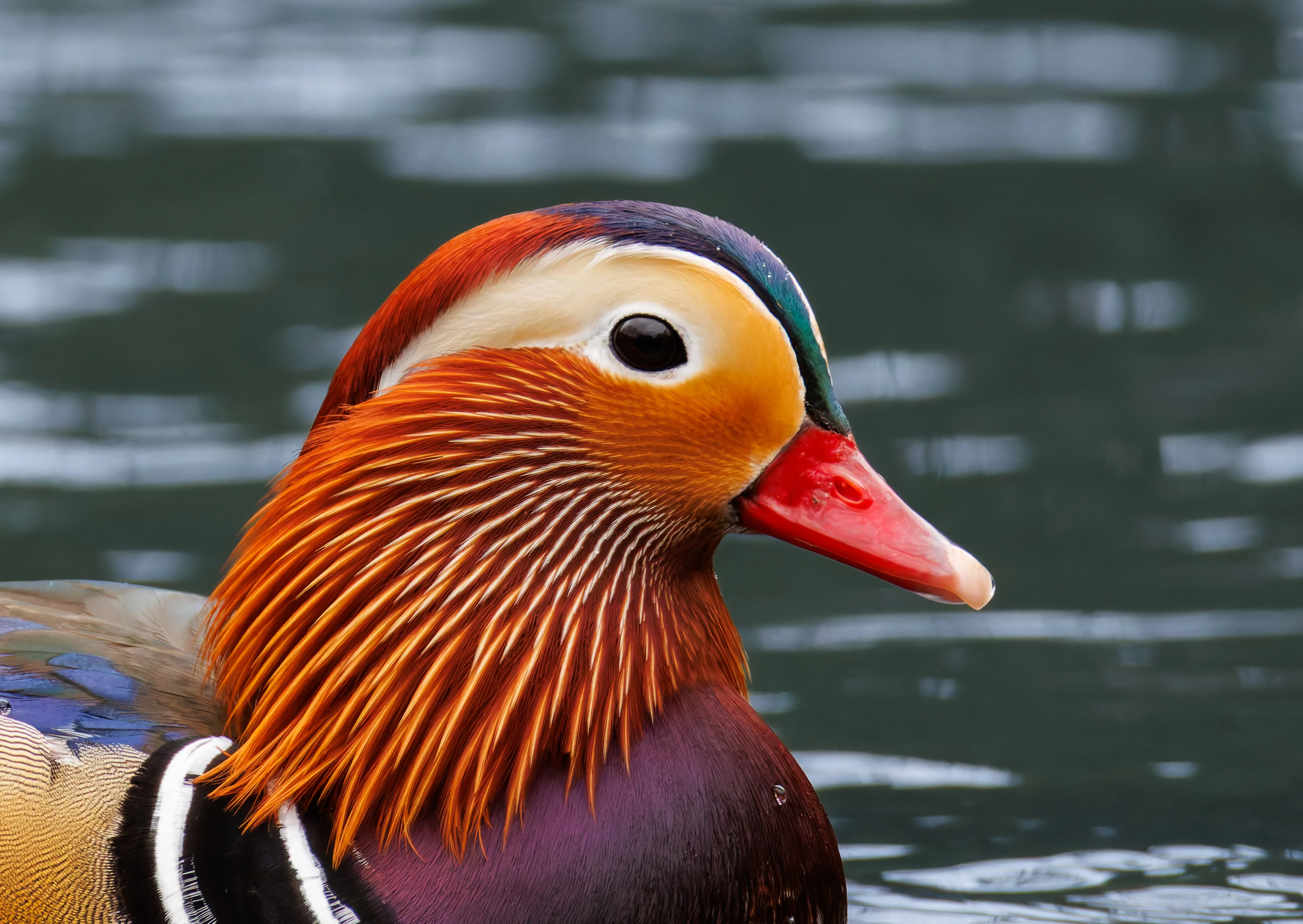 Mandarin Duck Male, Sheffield, UK — photo by Orlando Prugel-Bennett