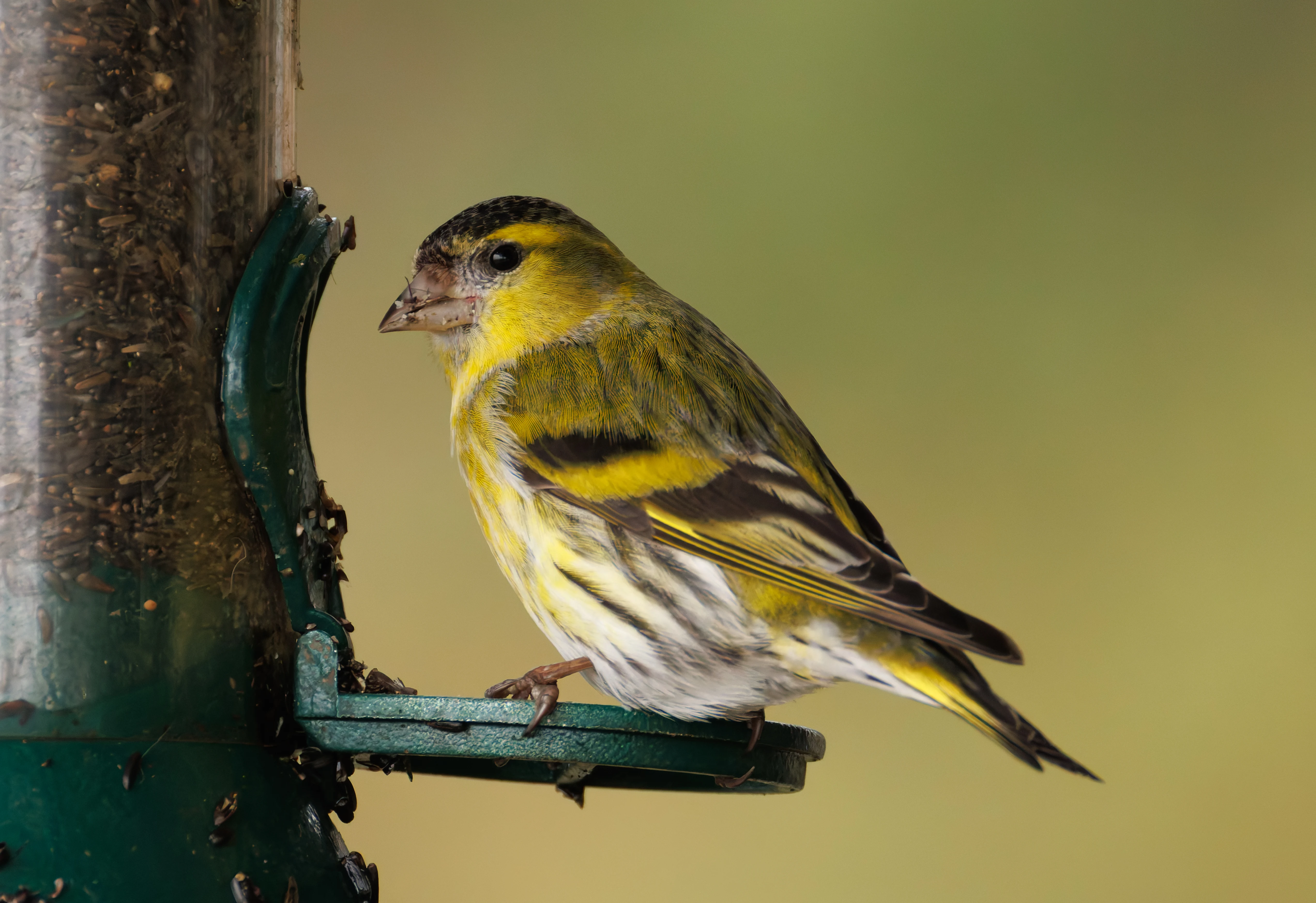 Siskin, Longshaw, Sheffield, UK — photo by Orlando Prugel-Bennett