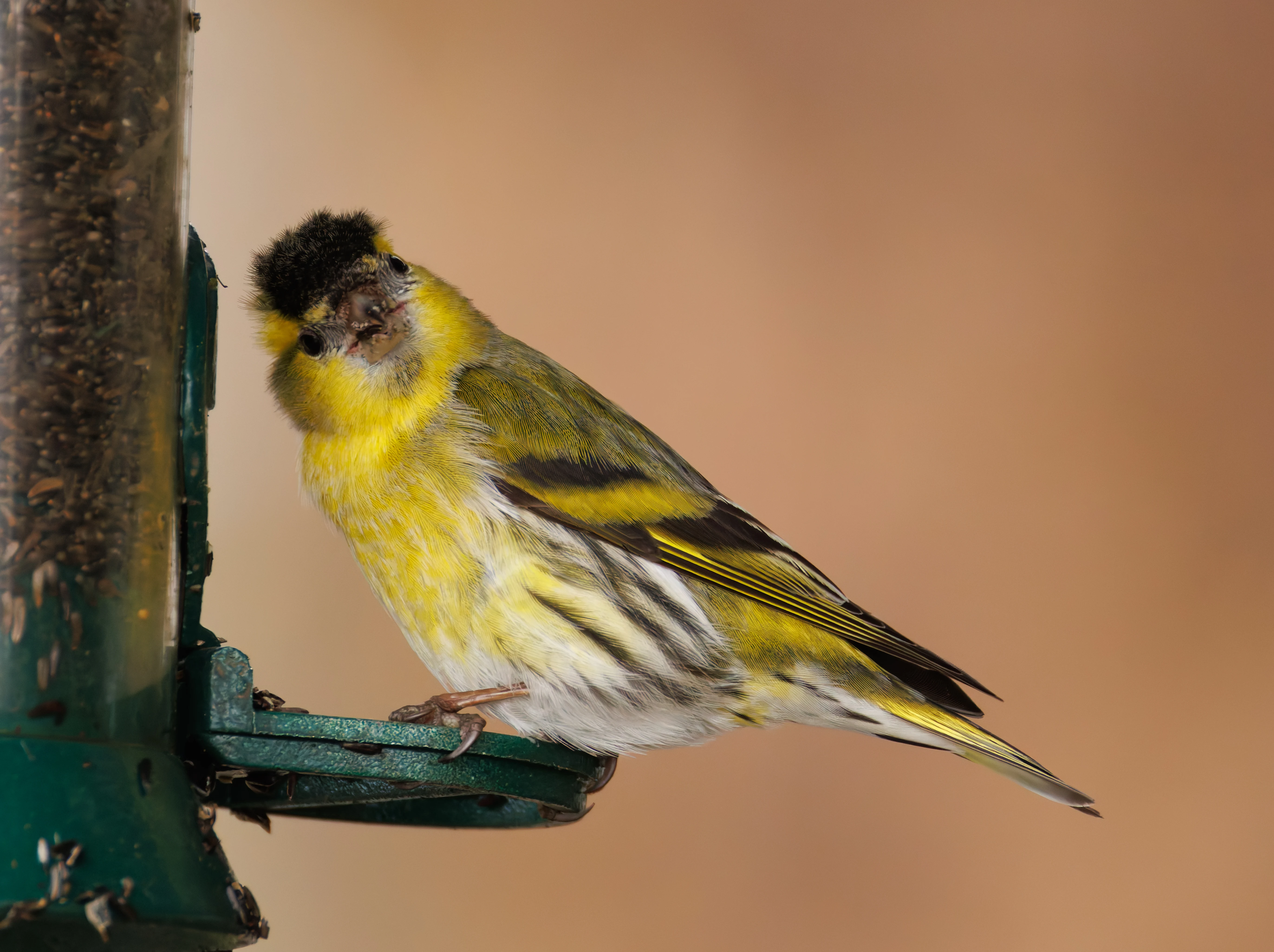 Siskin, Longshaw, Sheffield, UK — photo by Orlando Prugel-Bennett