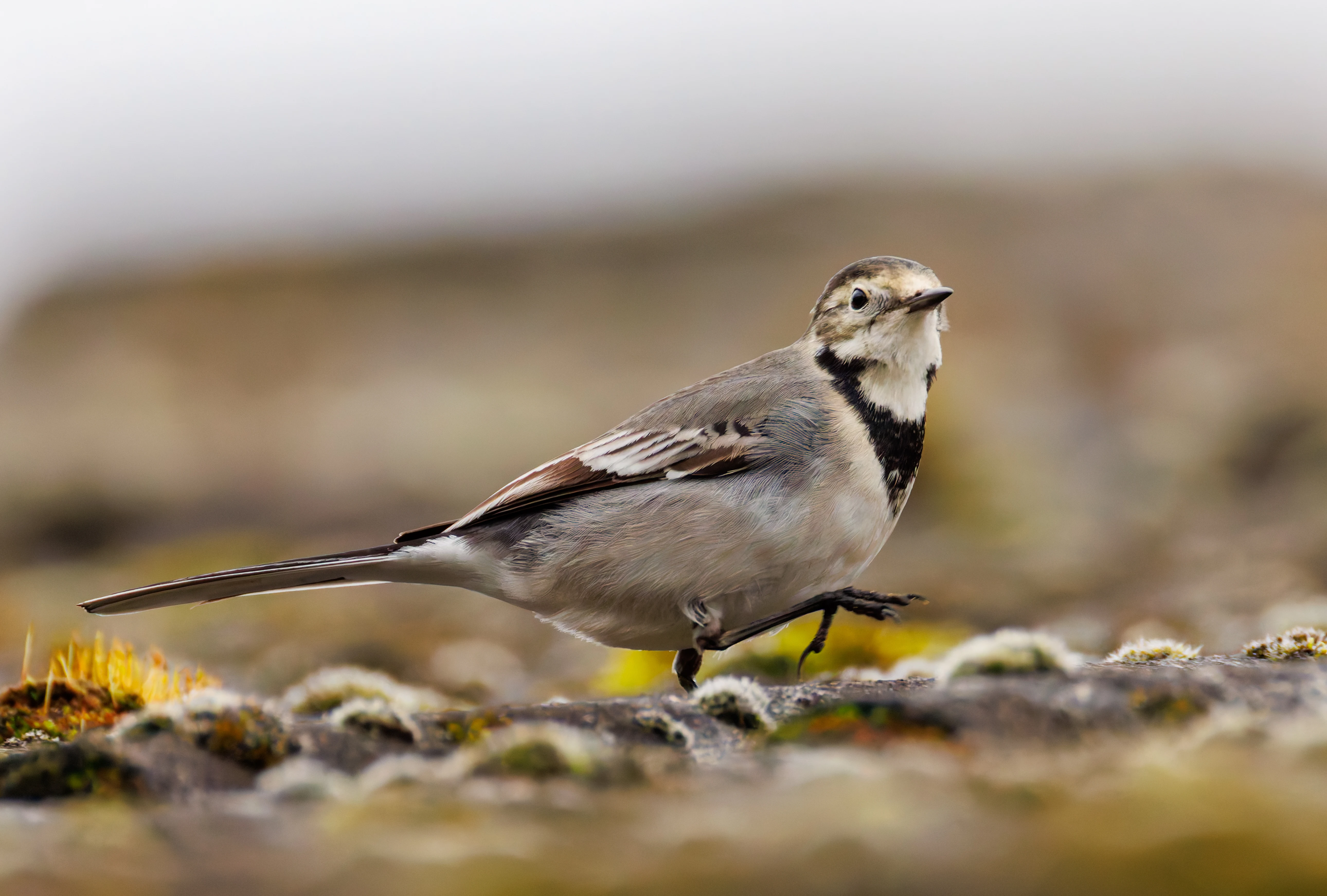 Pied Wagtail, Priors Dean, UK — photo by Orlando Prugel-Bennett