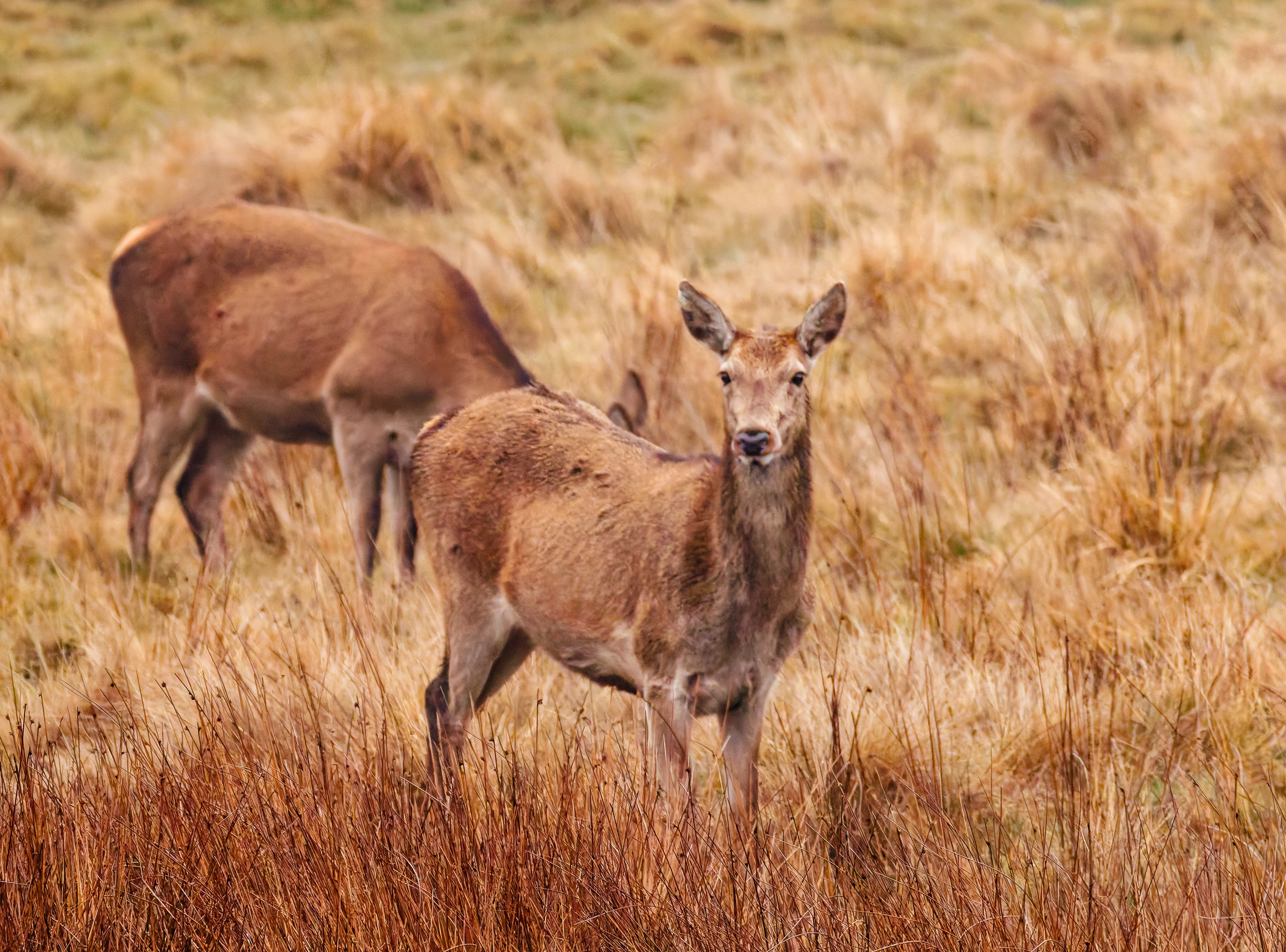 Deer, Longshaw, Sheffield, UK — photo by Orlando Prugel-Bennett