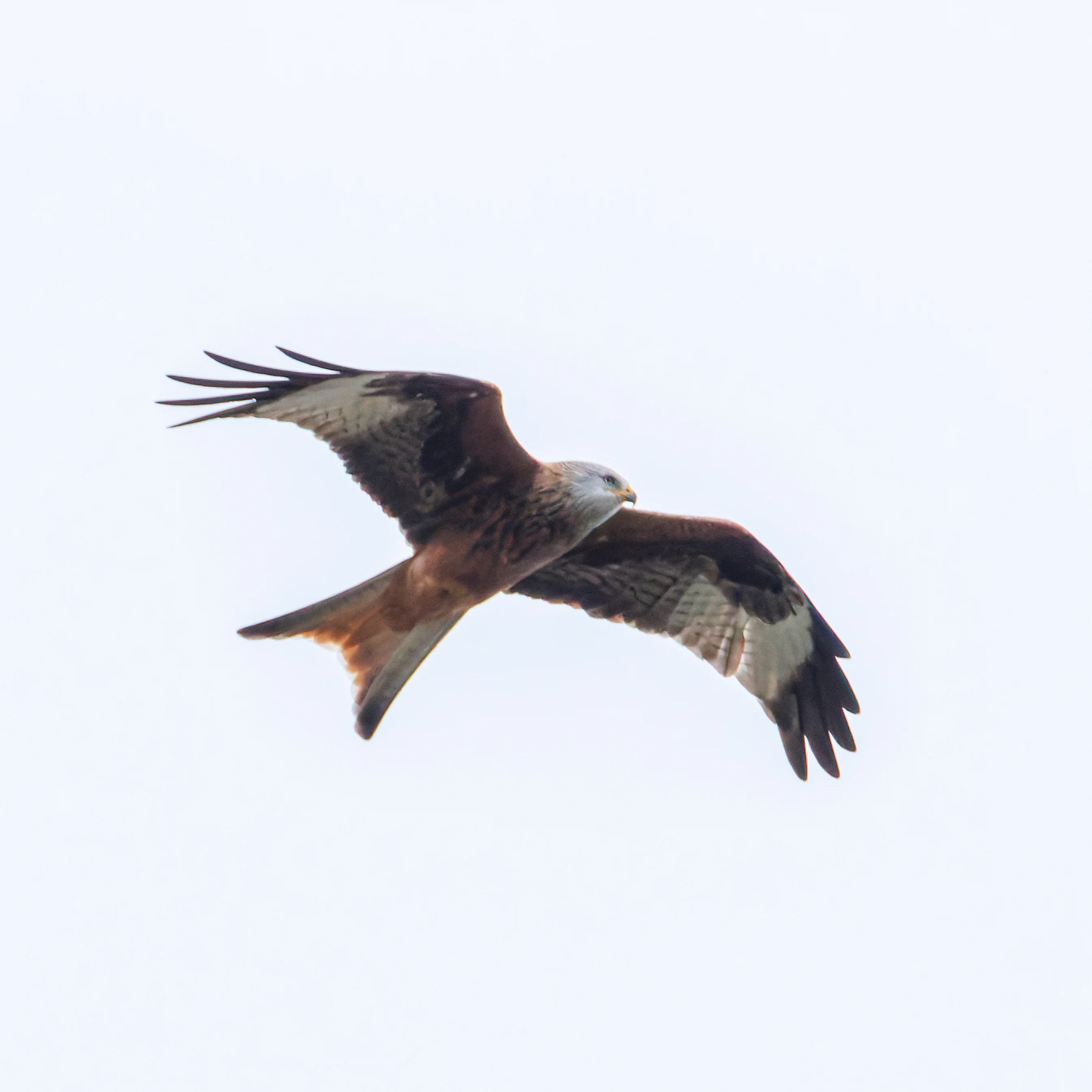 Red Kite, Priors Dean, UK — photo by Orlando Prugel-Bennett