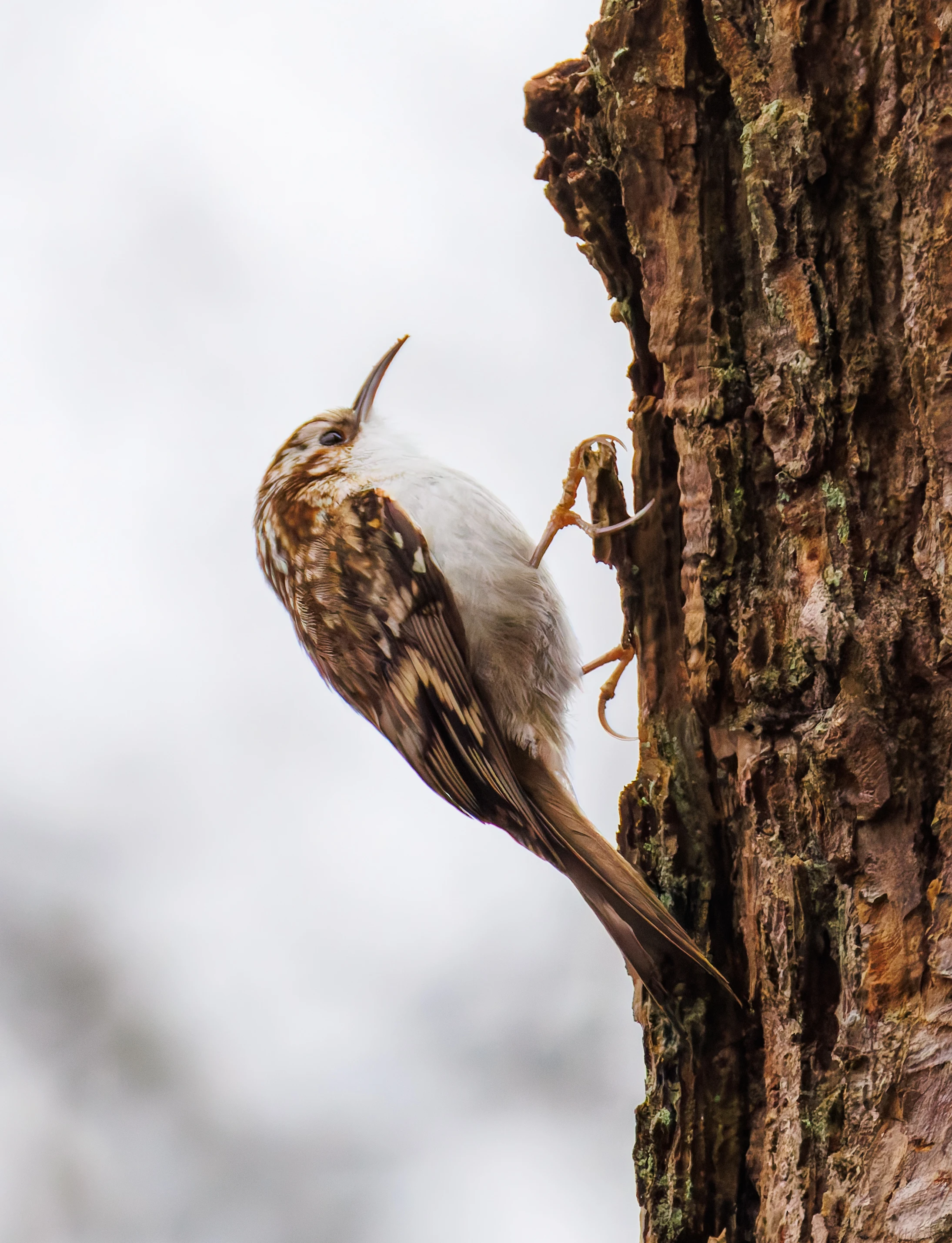 Treecreeper, Longshaw, Sheffield, UK — photo by Orlando Prugel-Bennett