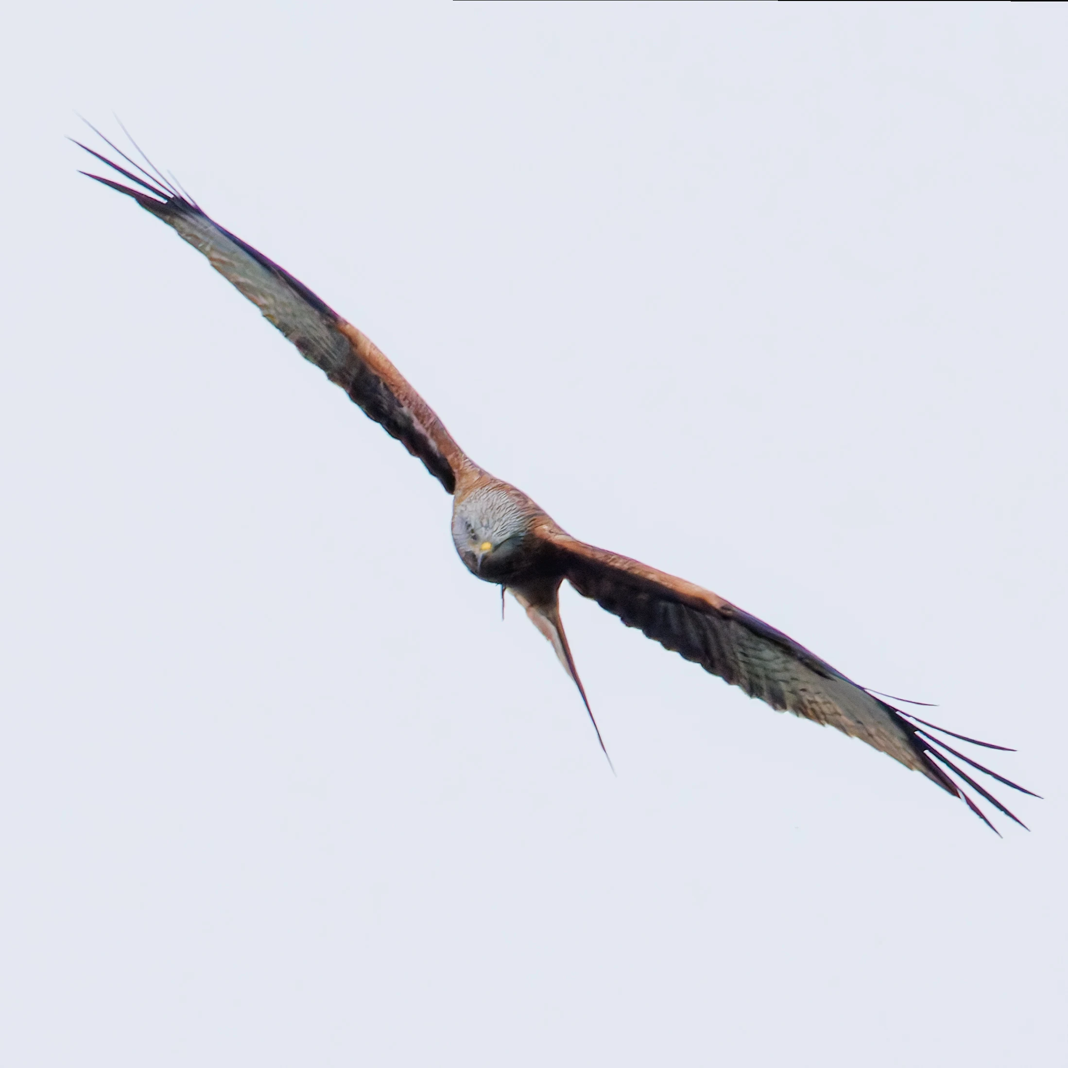 Red Kite, Priors Dean, UK — photo by Orlando Prugel-Bennett