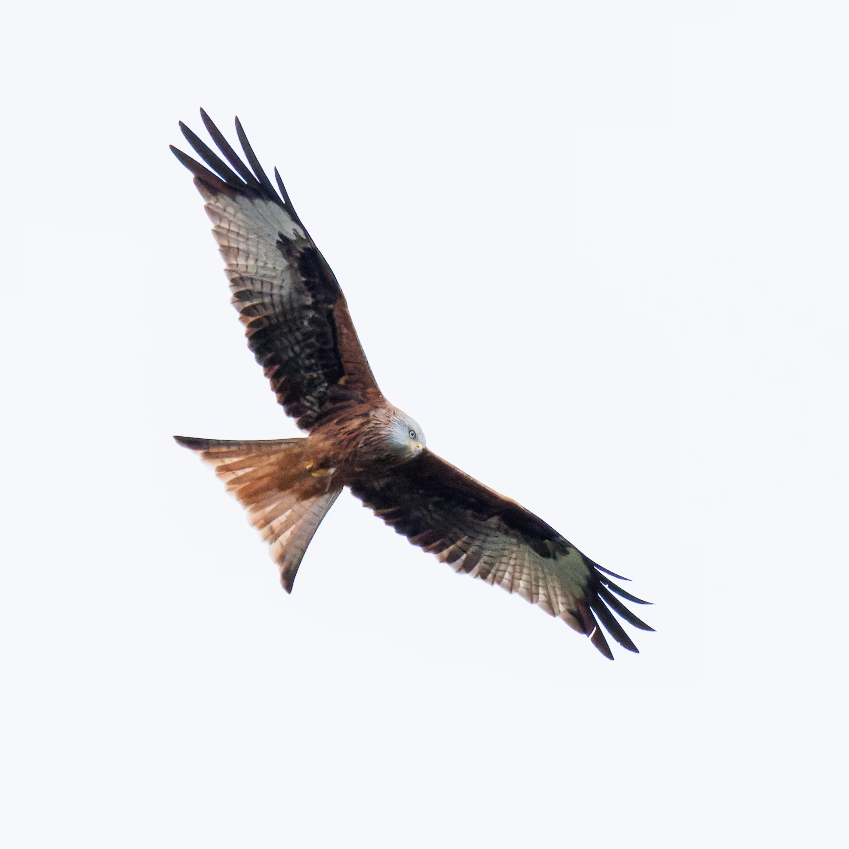 Red Kite, Priors Dean, UK — photo by Orlando Prugel-Bennett