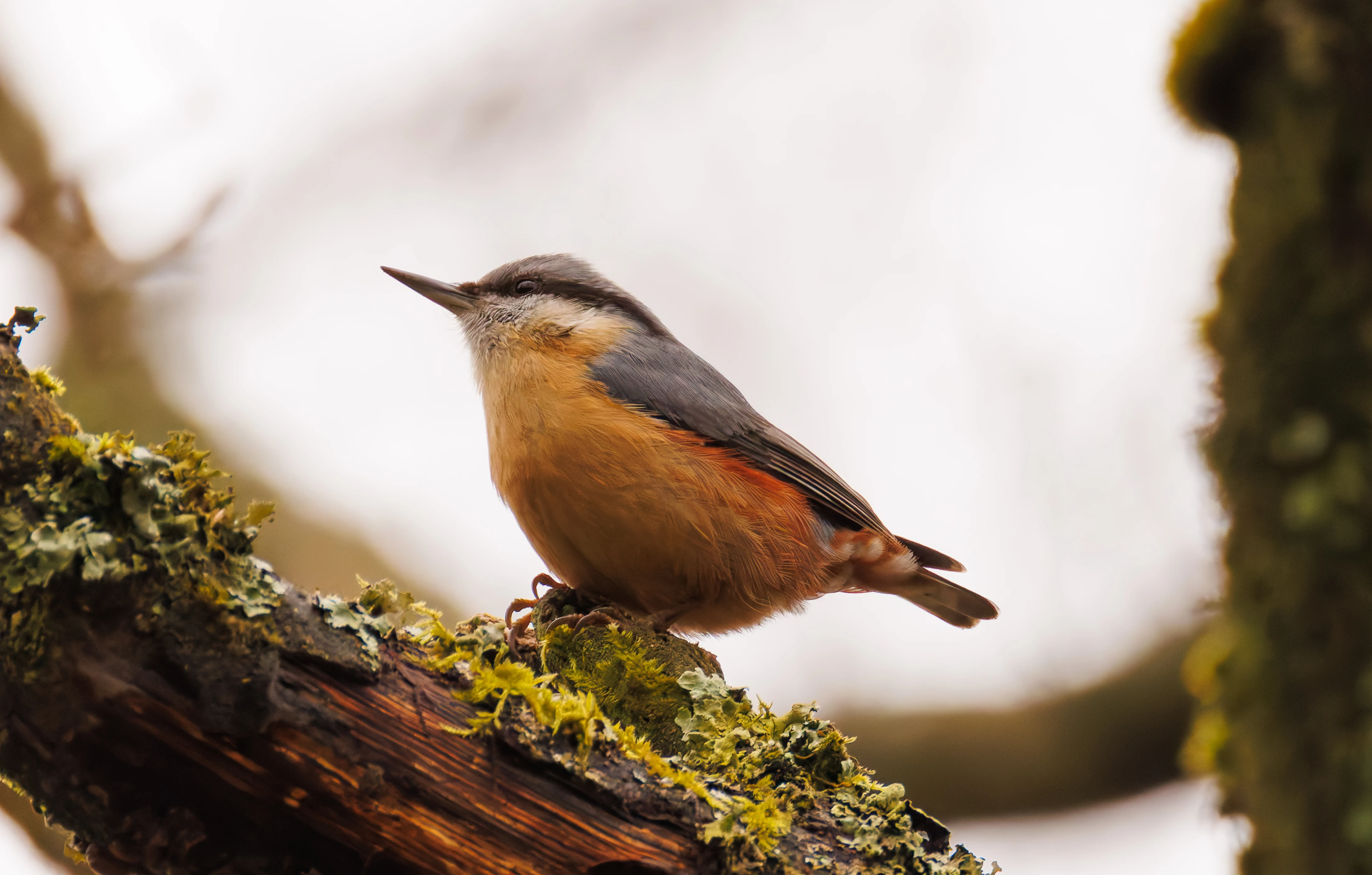 Nuthatch, Longshaw, Sheffield, UK — photo by Orlando Prugel-Bennett