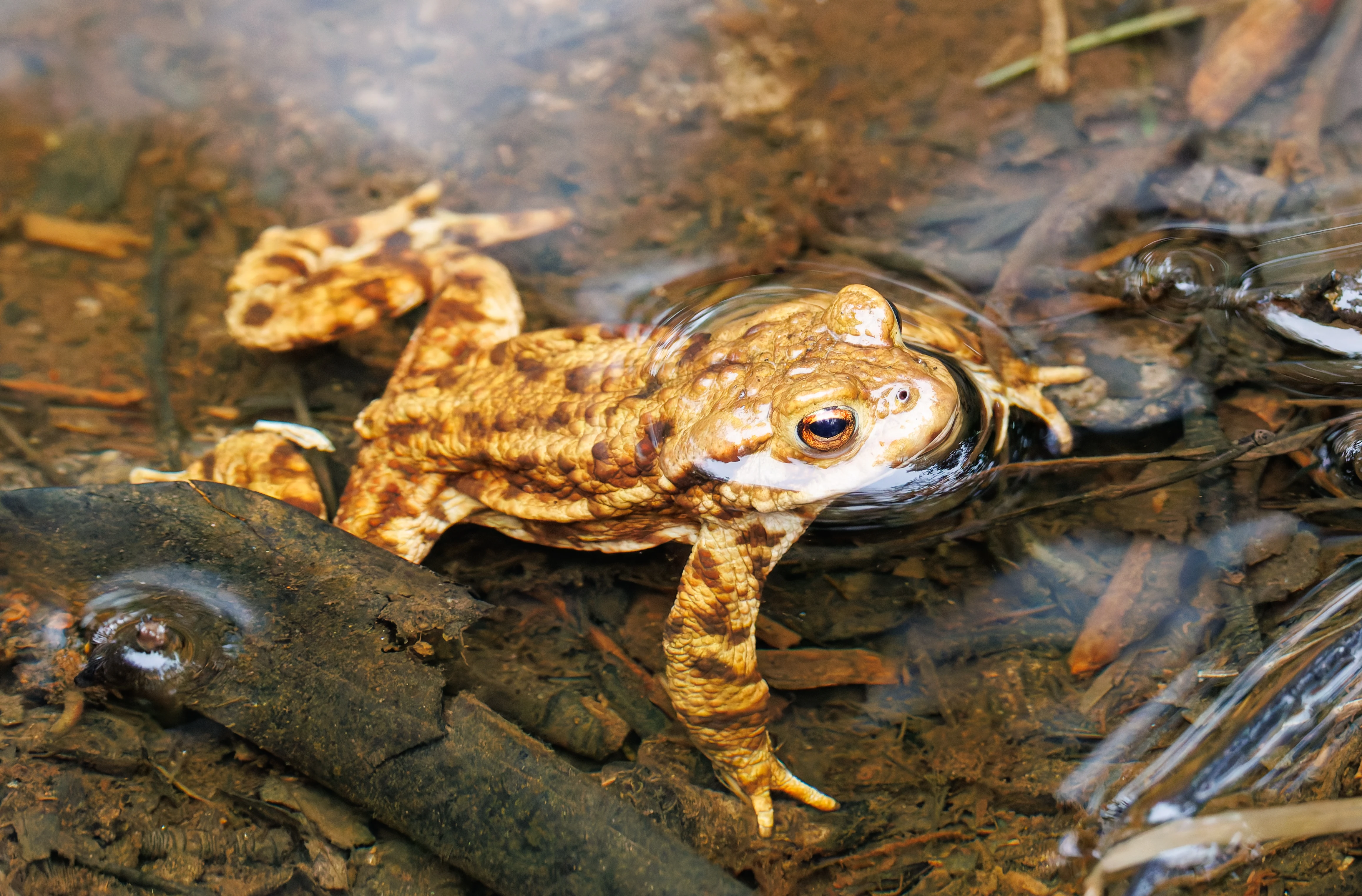 Frog, Longshaw, Sheffield, UK — photo by Orlando Prugel-Bennett