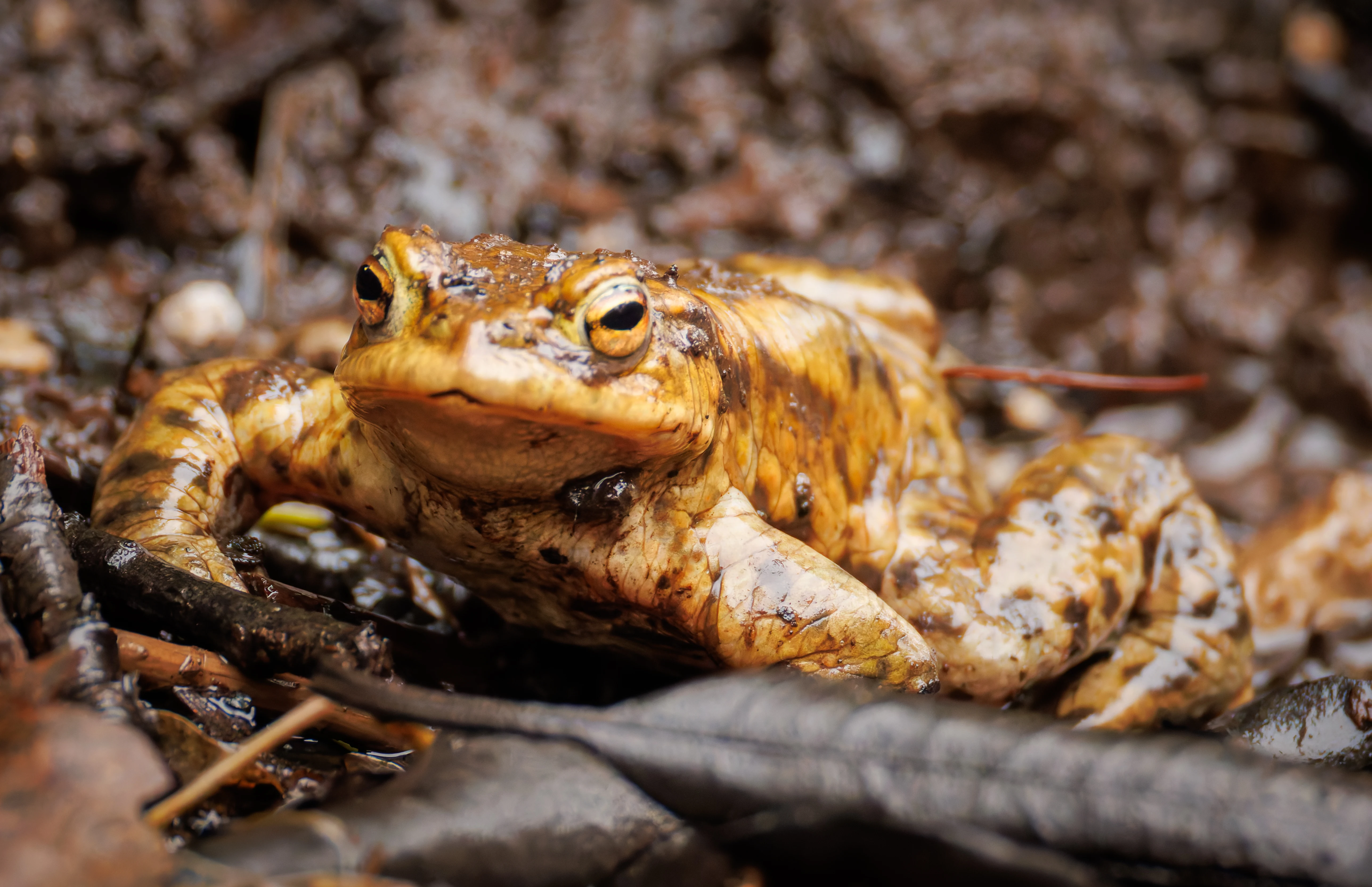 Frog, Longshaw, Sheffield, UK — photo by Orlando Prugel-Bennett
