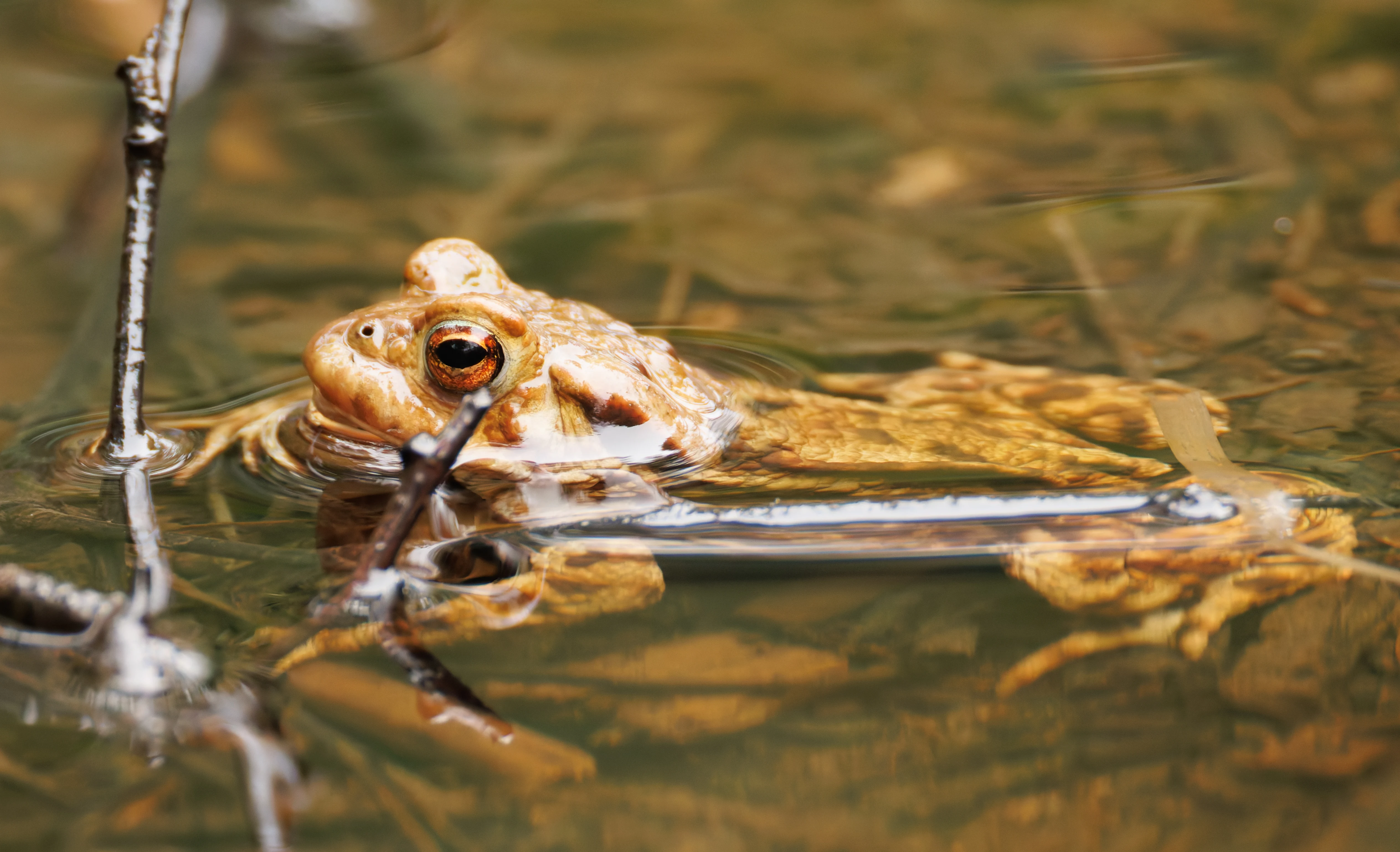 Frog, Longshaw, Sheffield, UK — photo by Orlando Prugel-Bennett