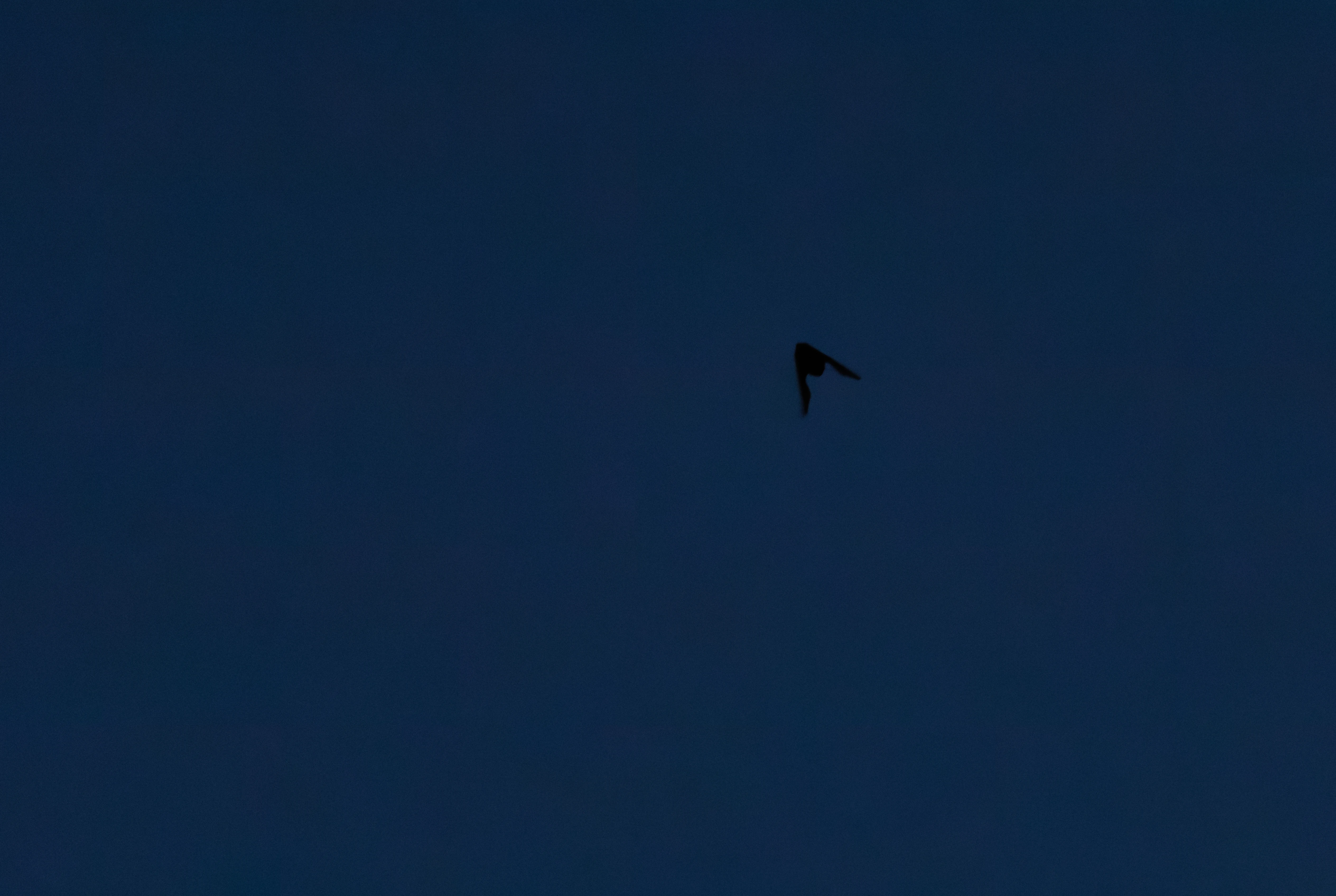 Bat, Eling, Southampton, UK — photo by Orlando Prugel-Bennett