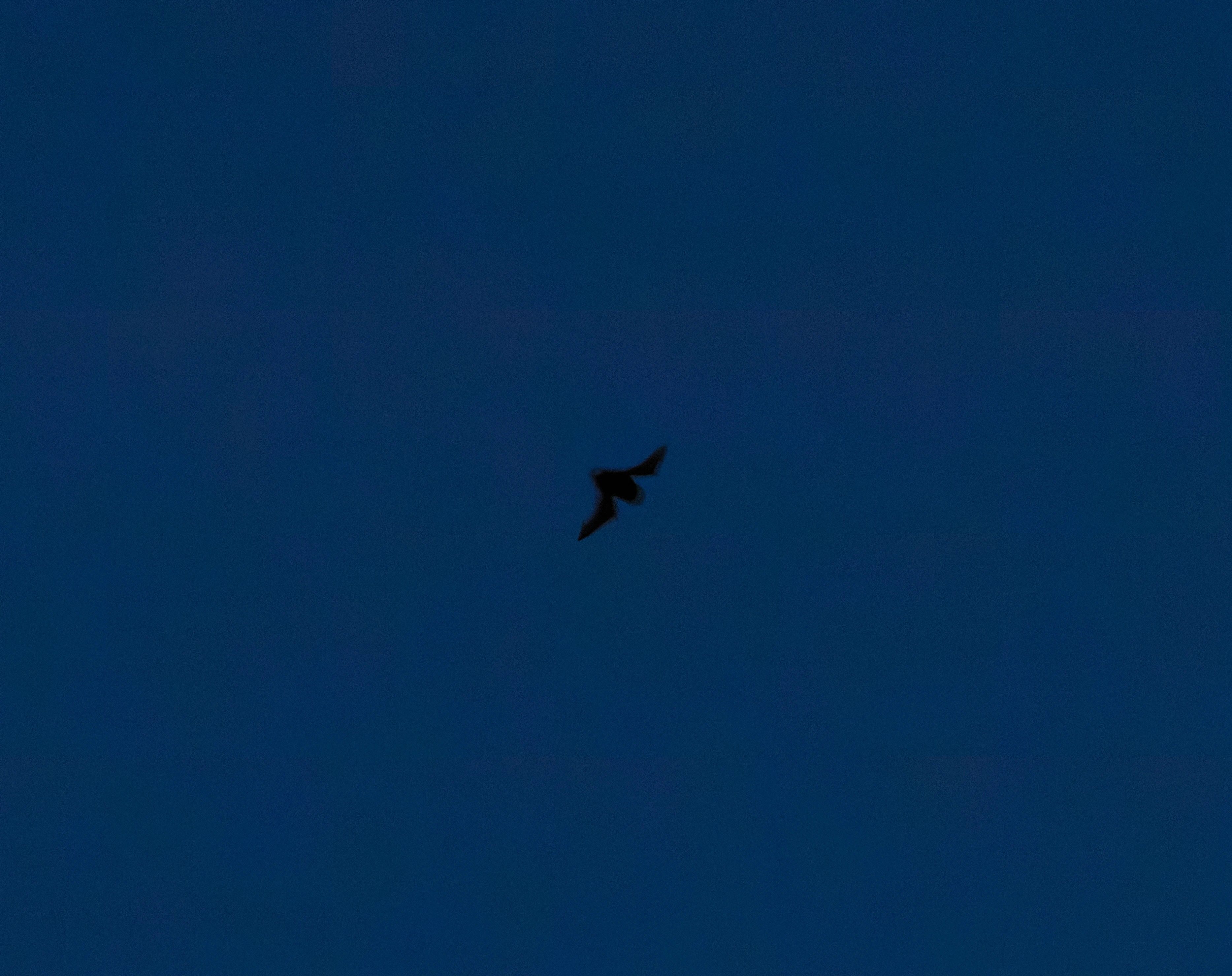 Bat, Eling, Southampton, UK — photo by Orlando Prugel-Bennett