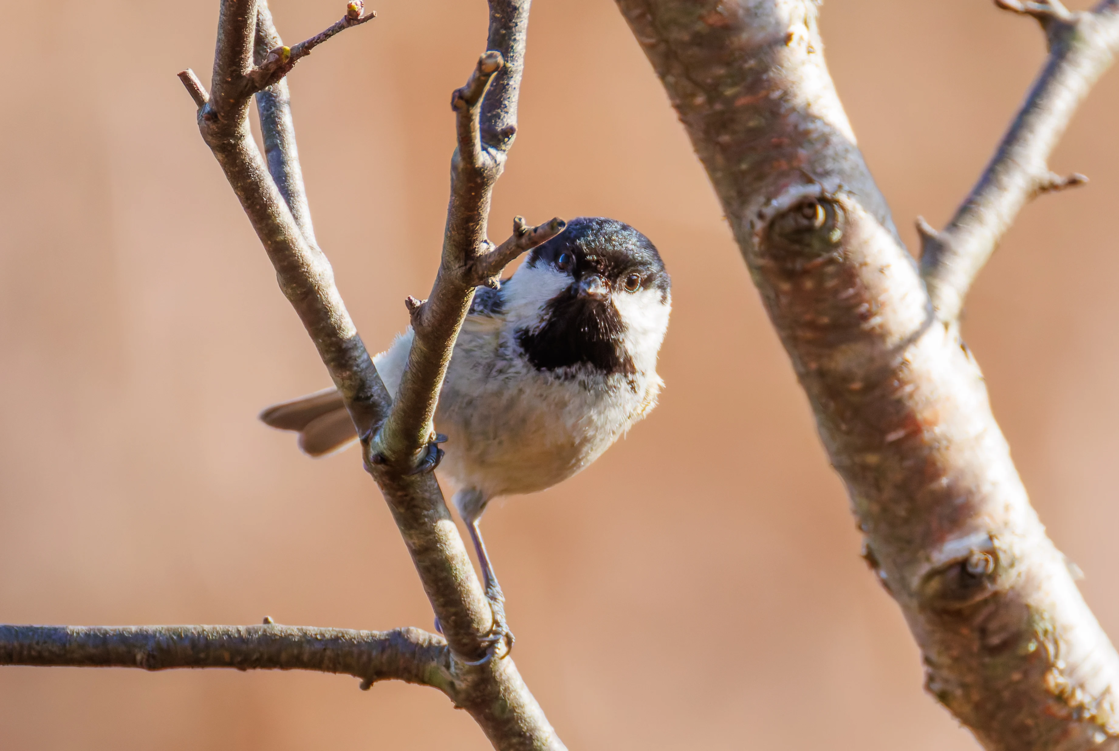 Coal Tit, Acres Down, Hampshire, UK — photo by Orlando Prugel-Bennett