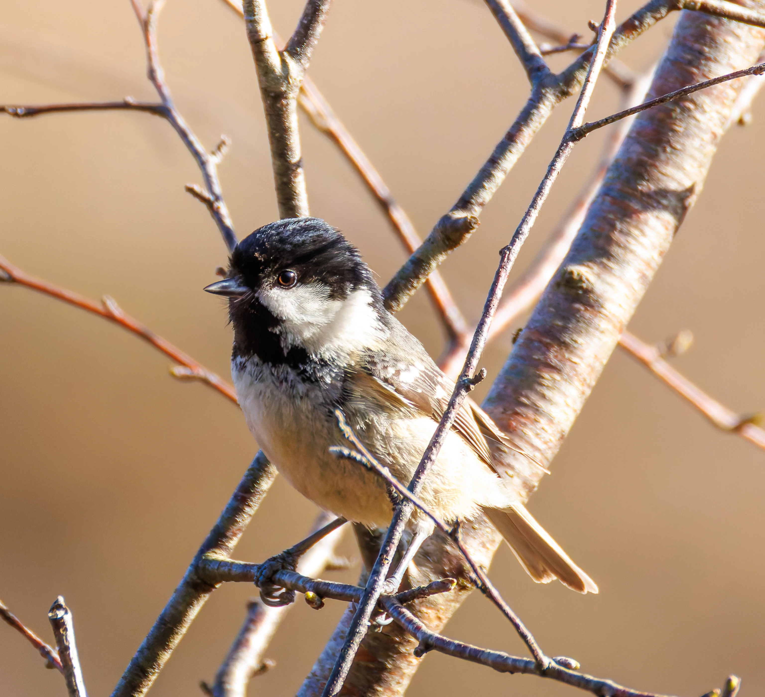 Coal Tit, Acres Down, Hampshire, UK — photo by Orlando Prugel-Bennett