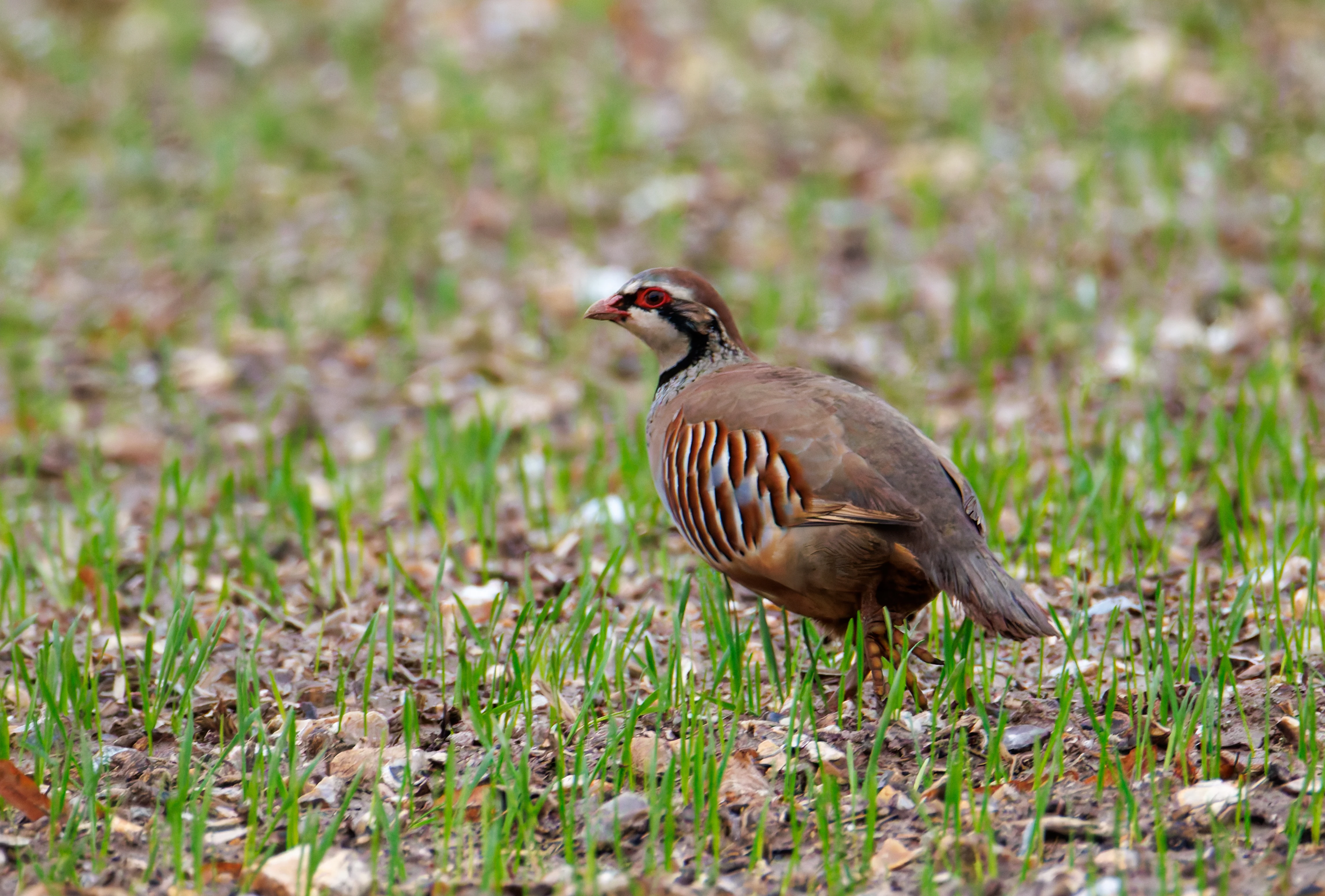 Red-legged partridge, Priors Dean, UK — photo by Orlando Prugel-Bennett