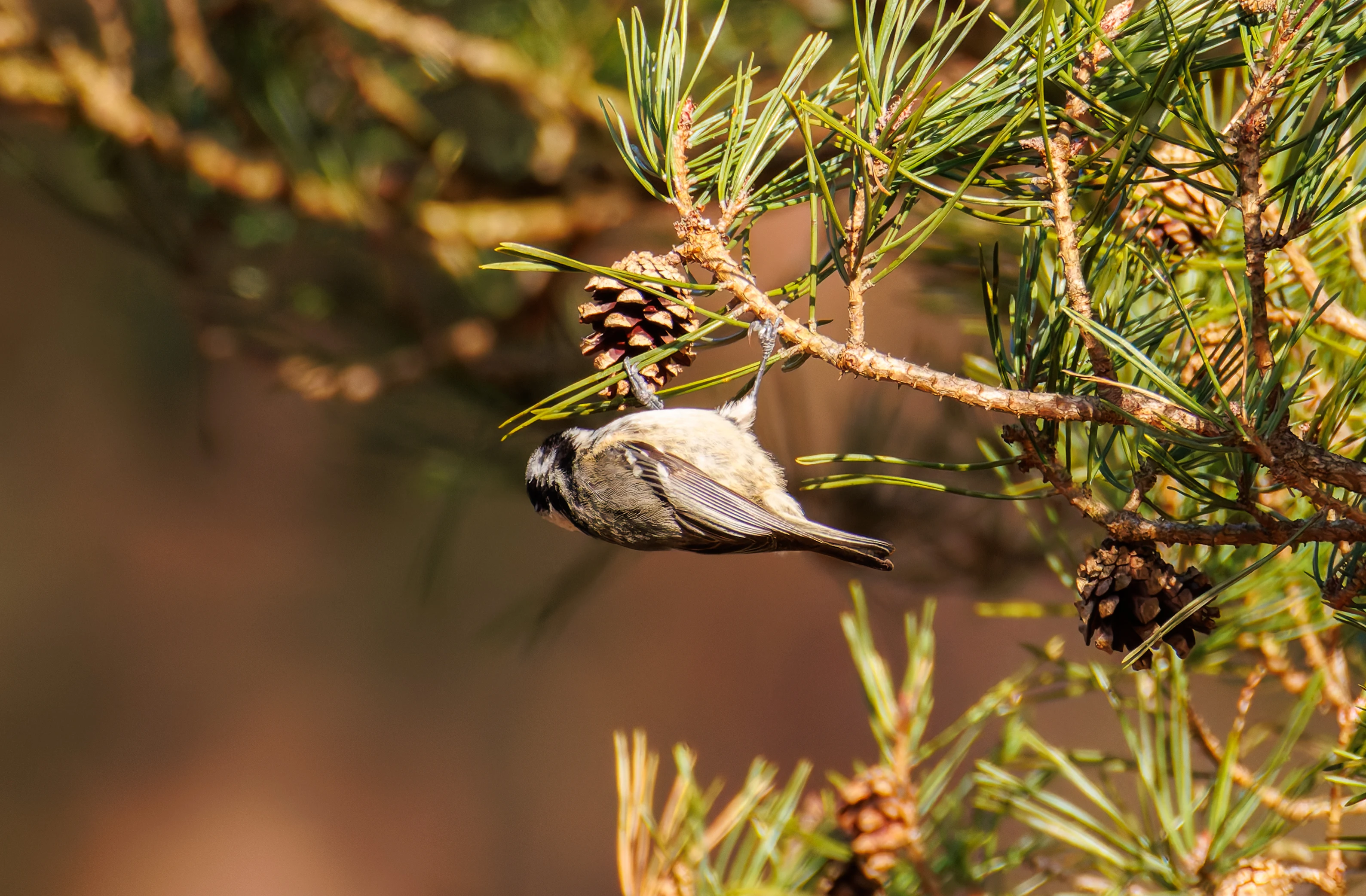 Coal Tit, Acres Down, Hampshire, UK — photo by Orlando Prugel-Bennett