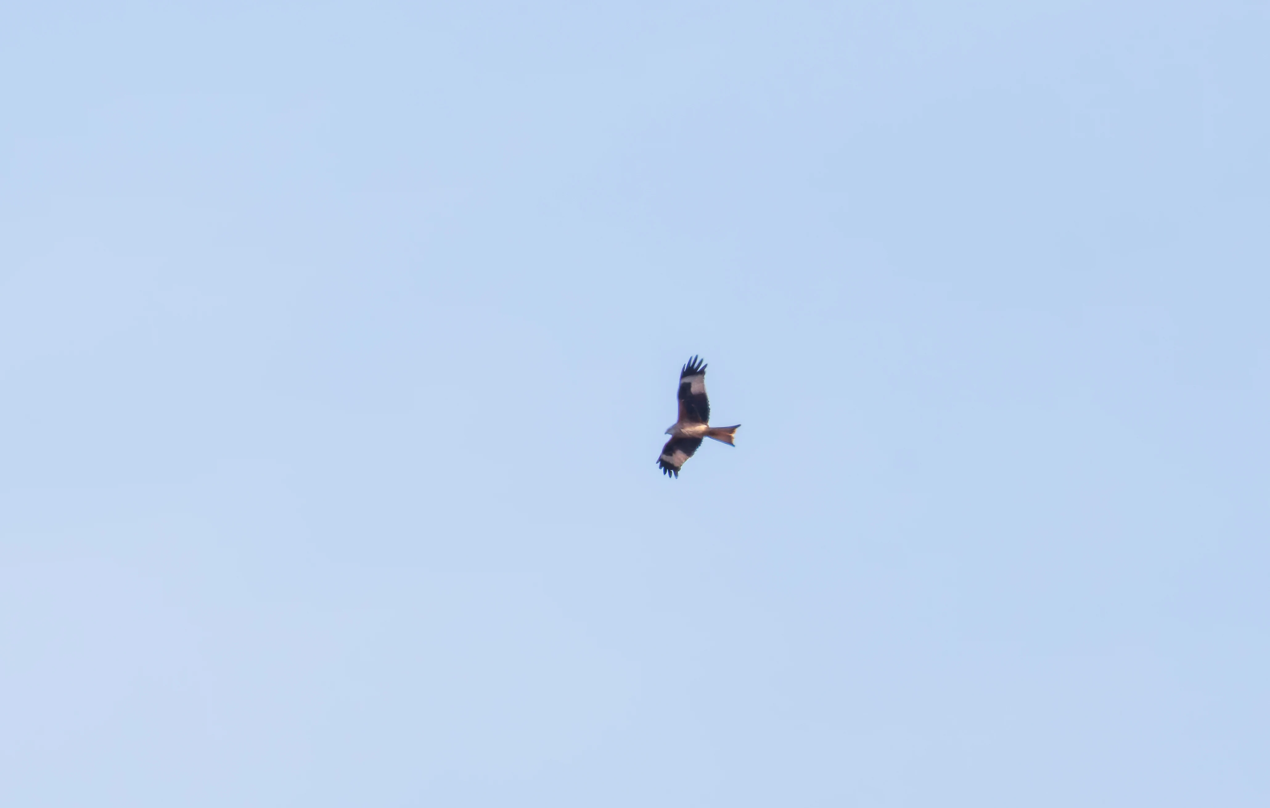 Red Kite, Acres Down, Hampshire, UK — photo by Orlando Prugel-Bennett