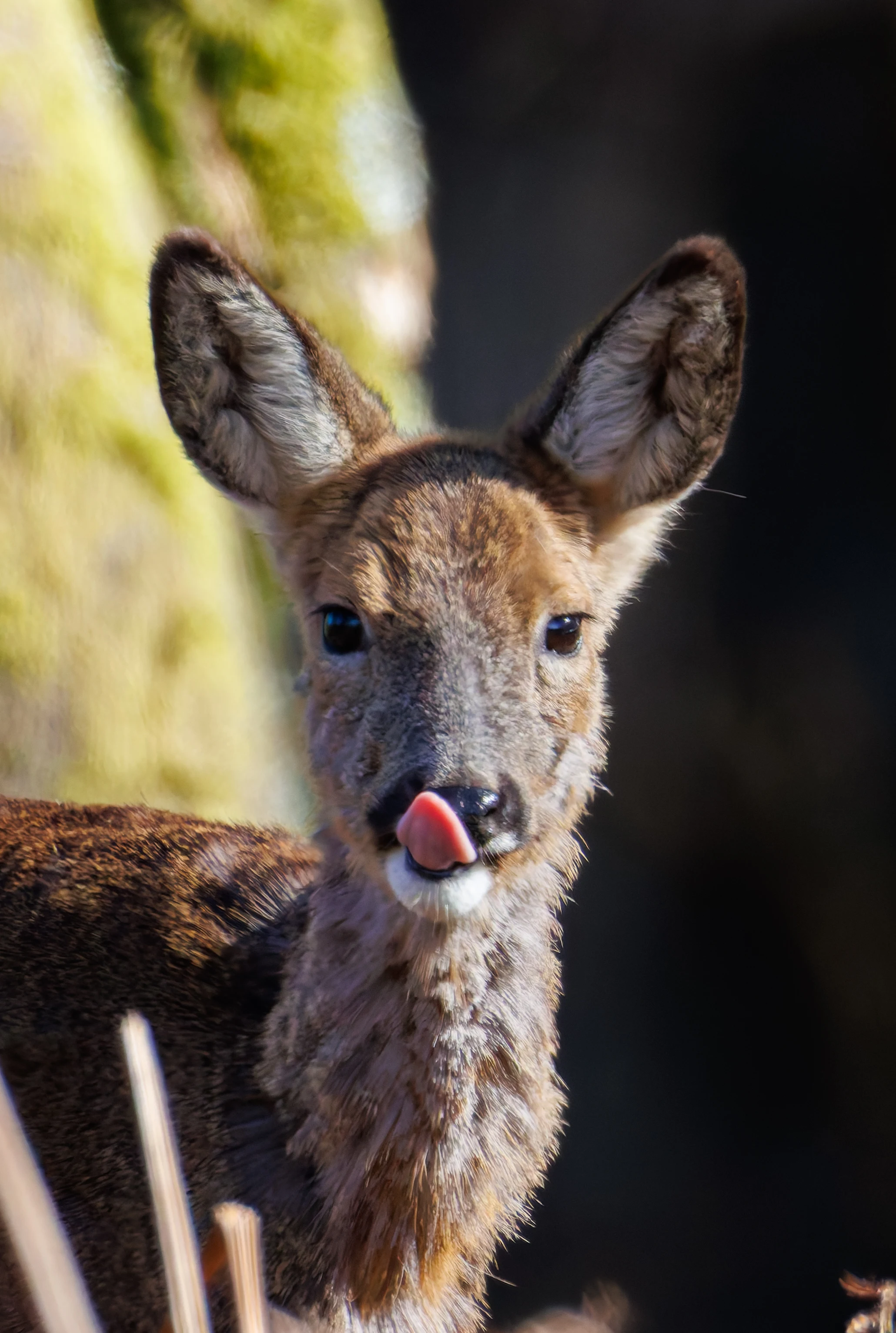 Roe Deer, Acres Down, Hampshire, UK — photo by Orlando Prugel-Bennett