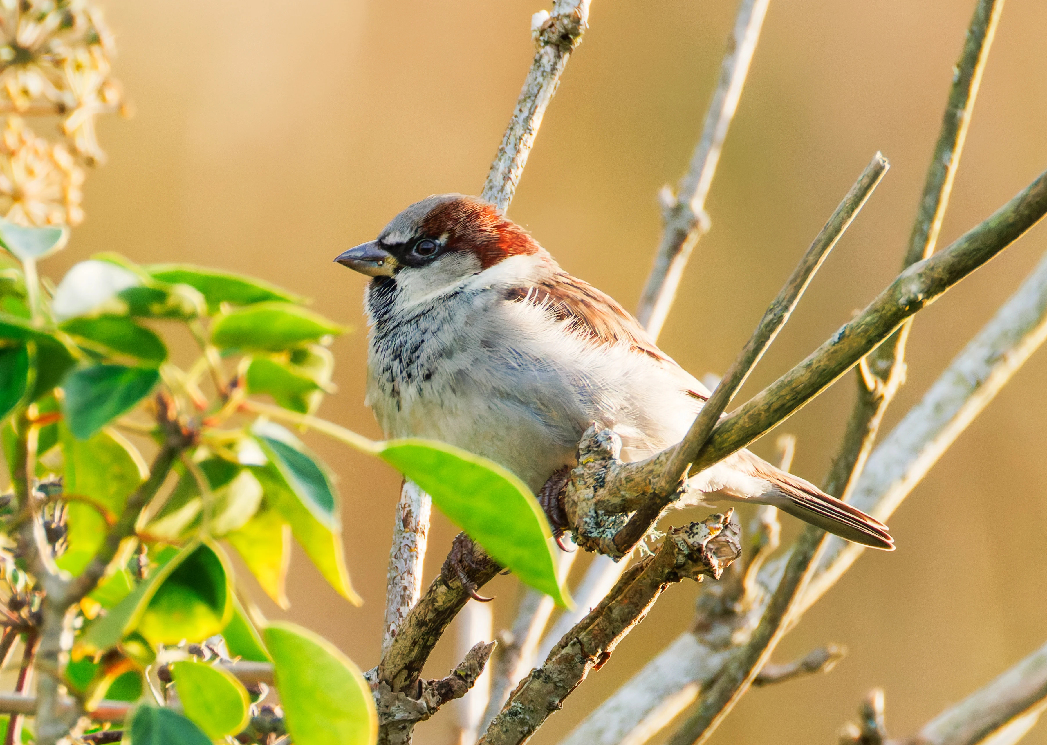 House Sparrow, Titchfield Haven, UK — photo by Orlando Prugel-Bennett