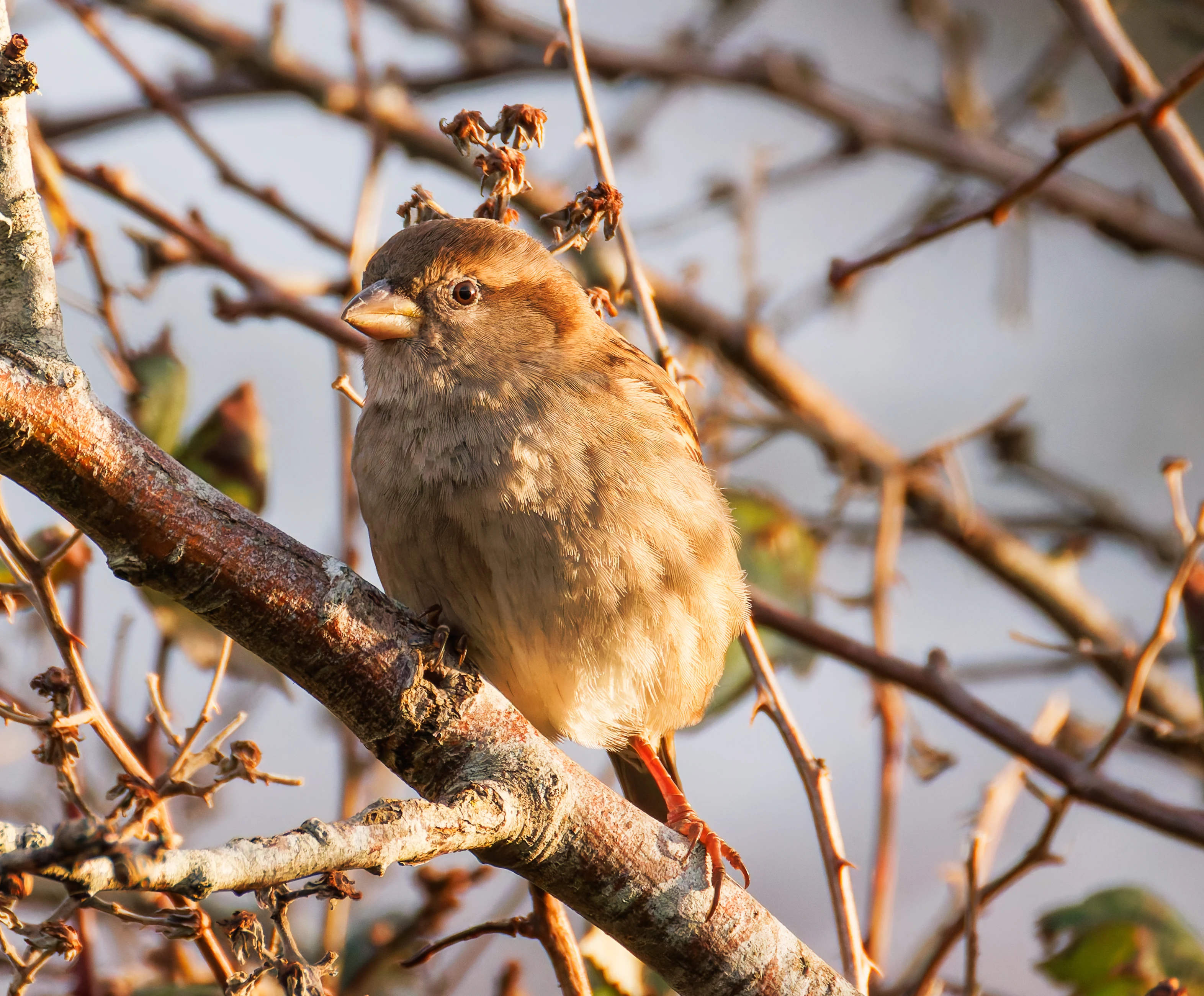 House Sparrow, Titchfield Haven, UK — photo by Orlando Prugel-Bennett