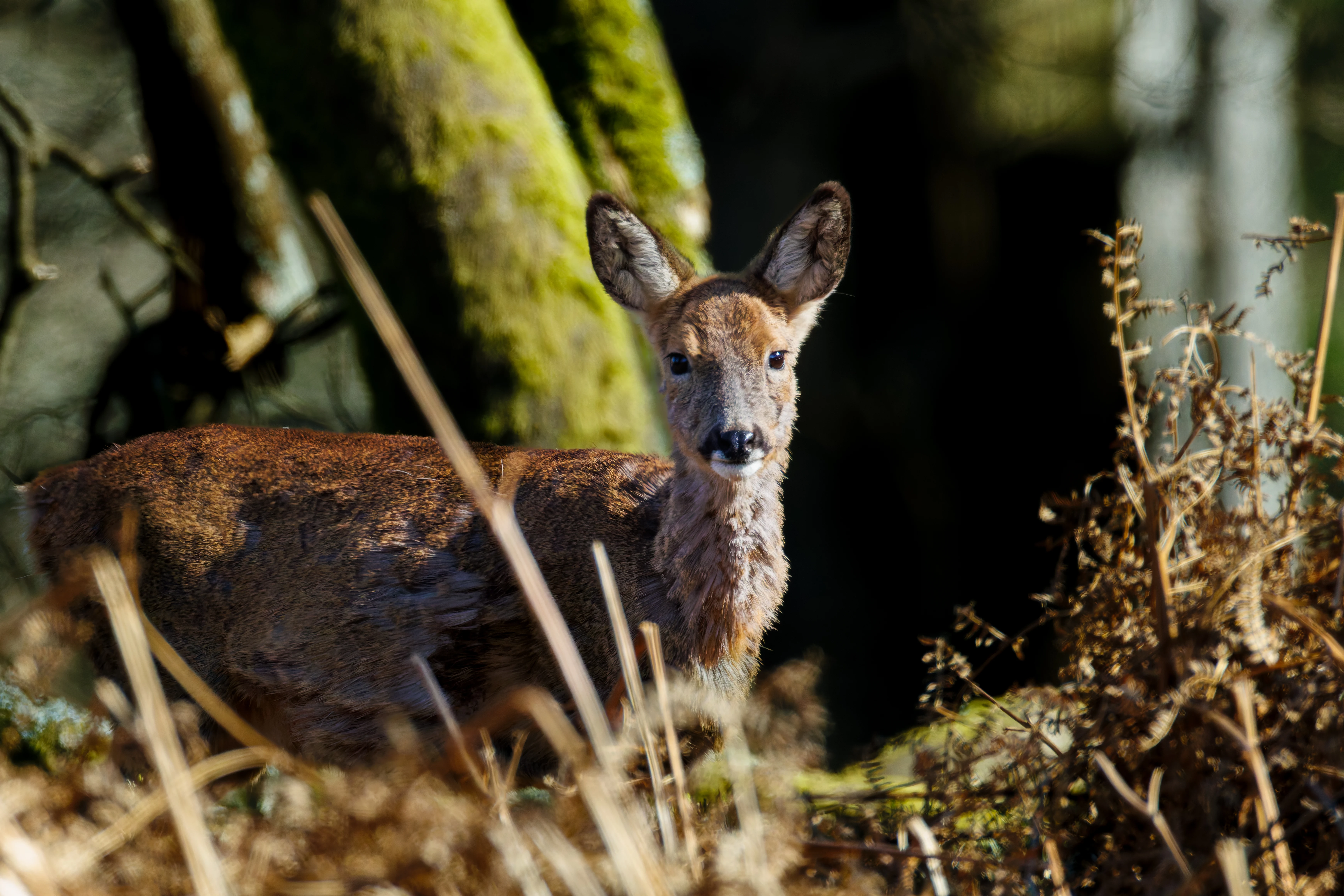 Roe Deer, Acres Down, Hampshire, UK — photo by Orlando Prugel-Bennett