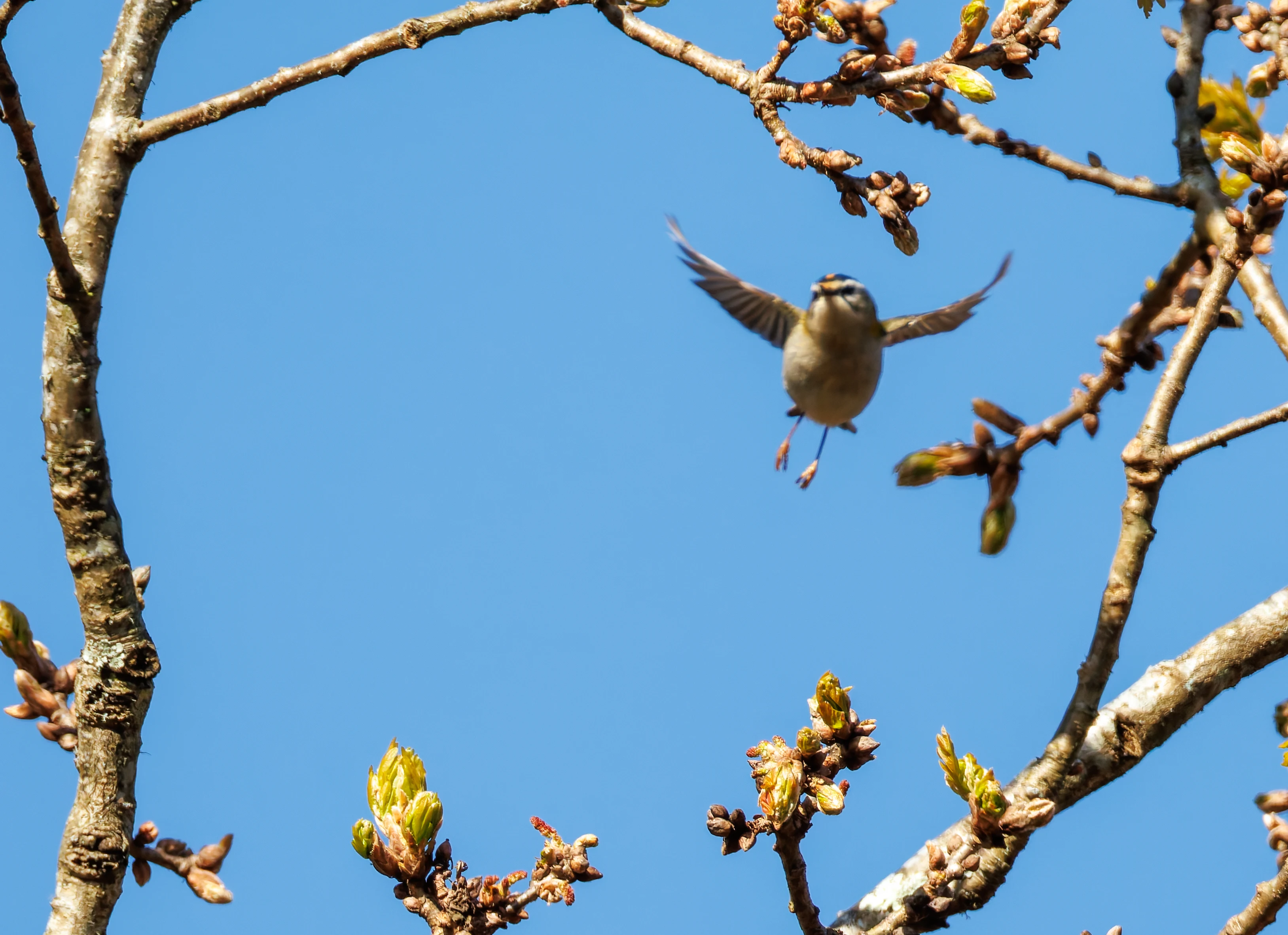 Common Firecrest, Acres Down, Hampshire, UK — photo by Orlando Prugel-Bennett