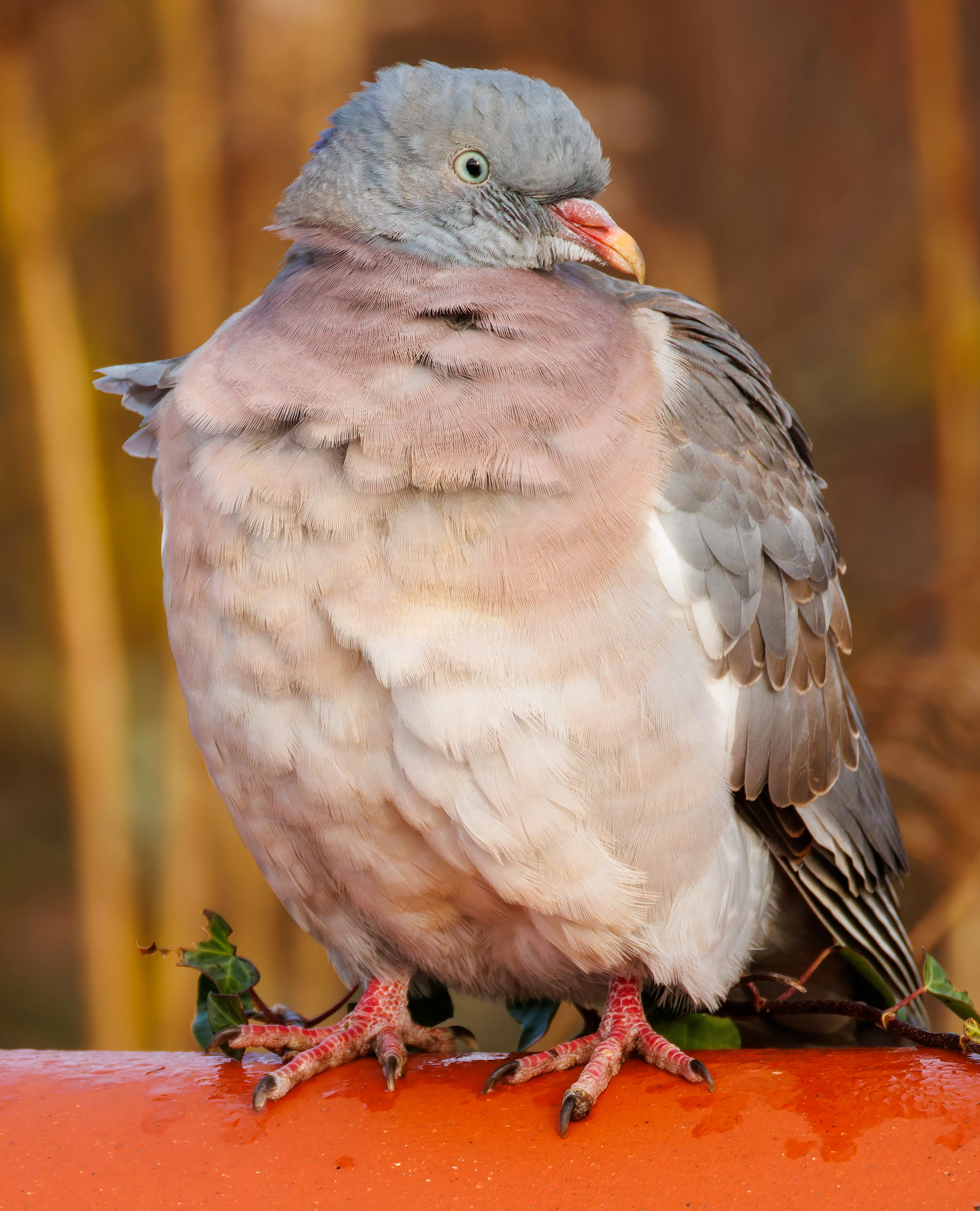 Wood Pigeon, Titchfield Haven, UK — photo by Orlando Prugel-Bennett