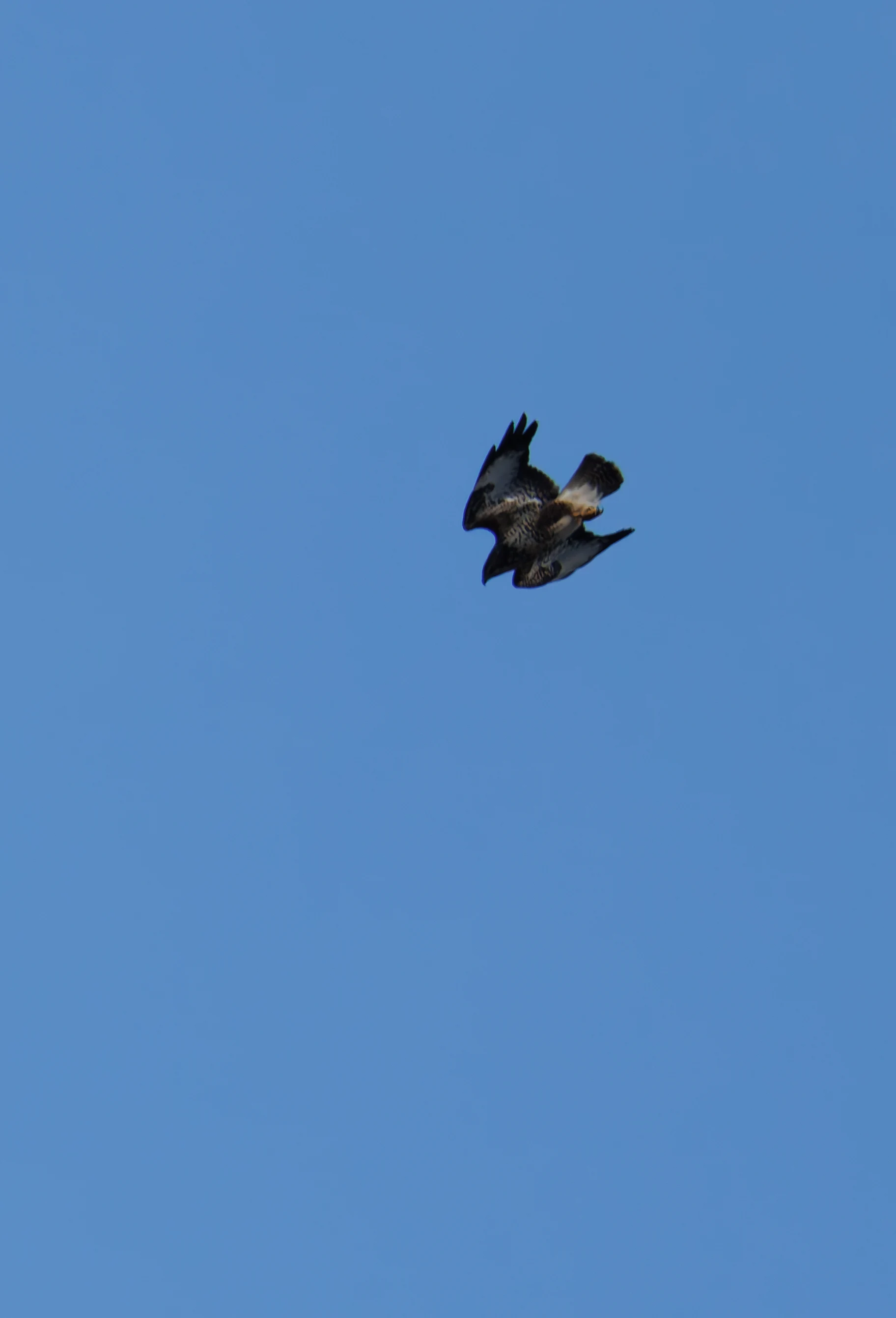Common Buzzard, Acres Down, Hampshire, UK — photo by Orlando Prugel-Bennett