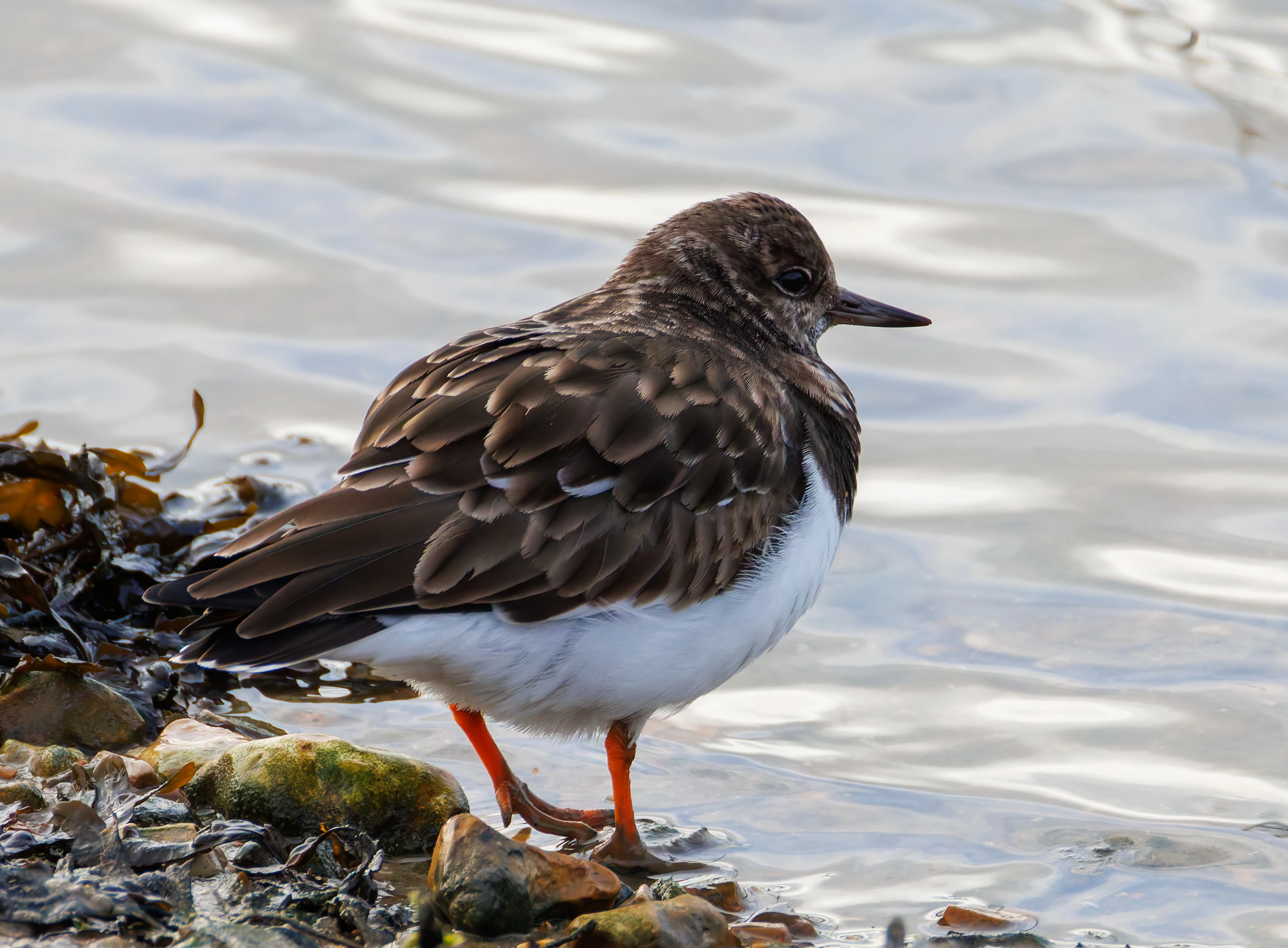 Ruddy Turnstone, Titchfield Haven, UK — photo by Orlando Prugel-Bennett
