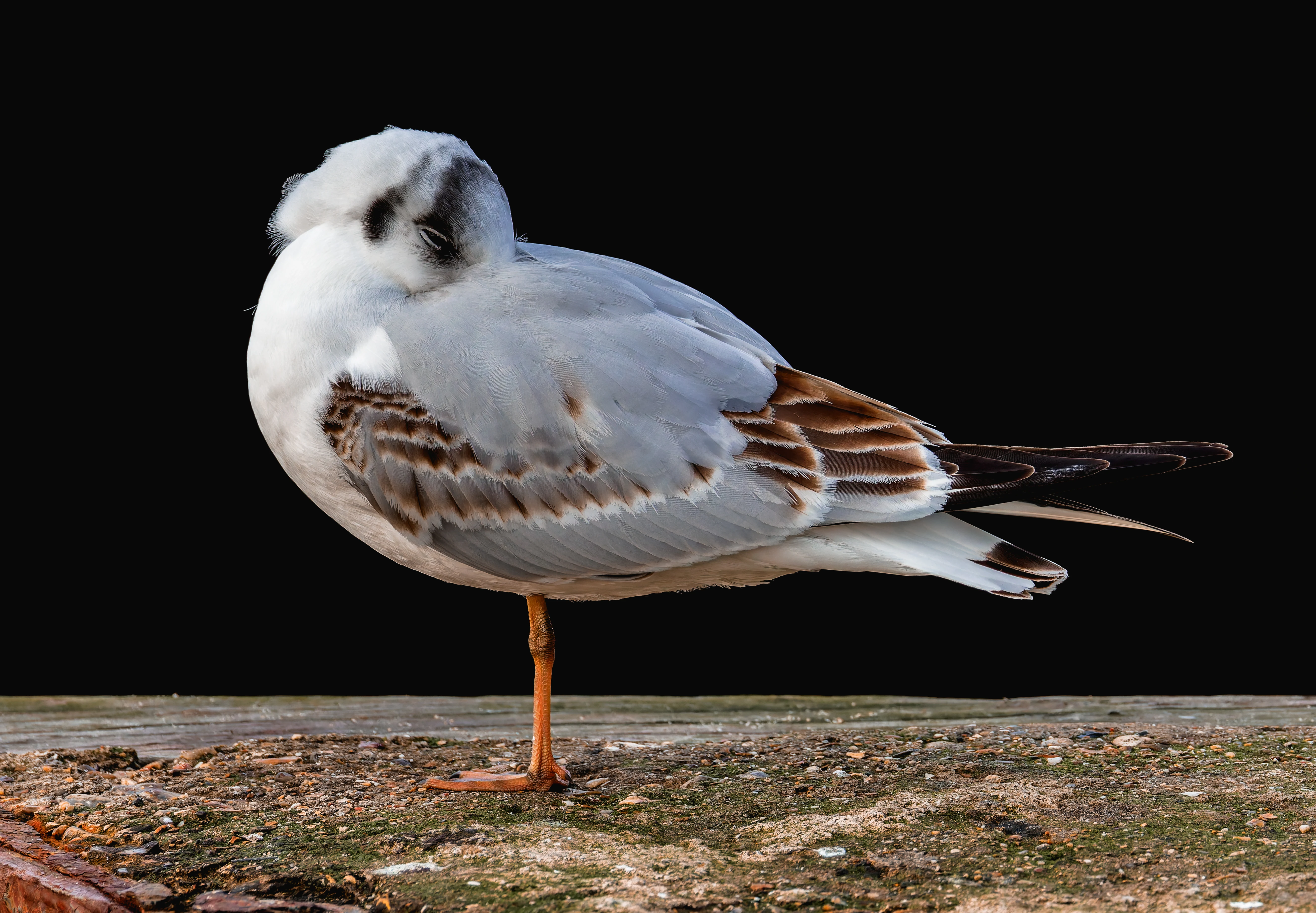 Black Headed Gull, Titchfield Haven, UK — photo by Orlando Prugel-Bennett