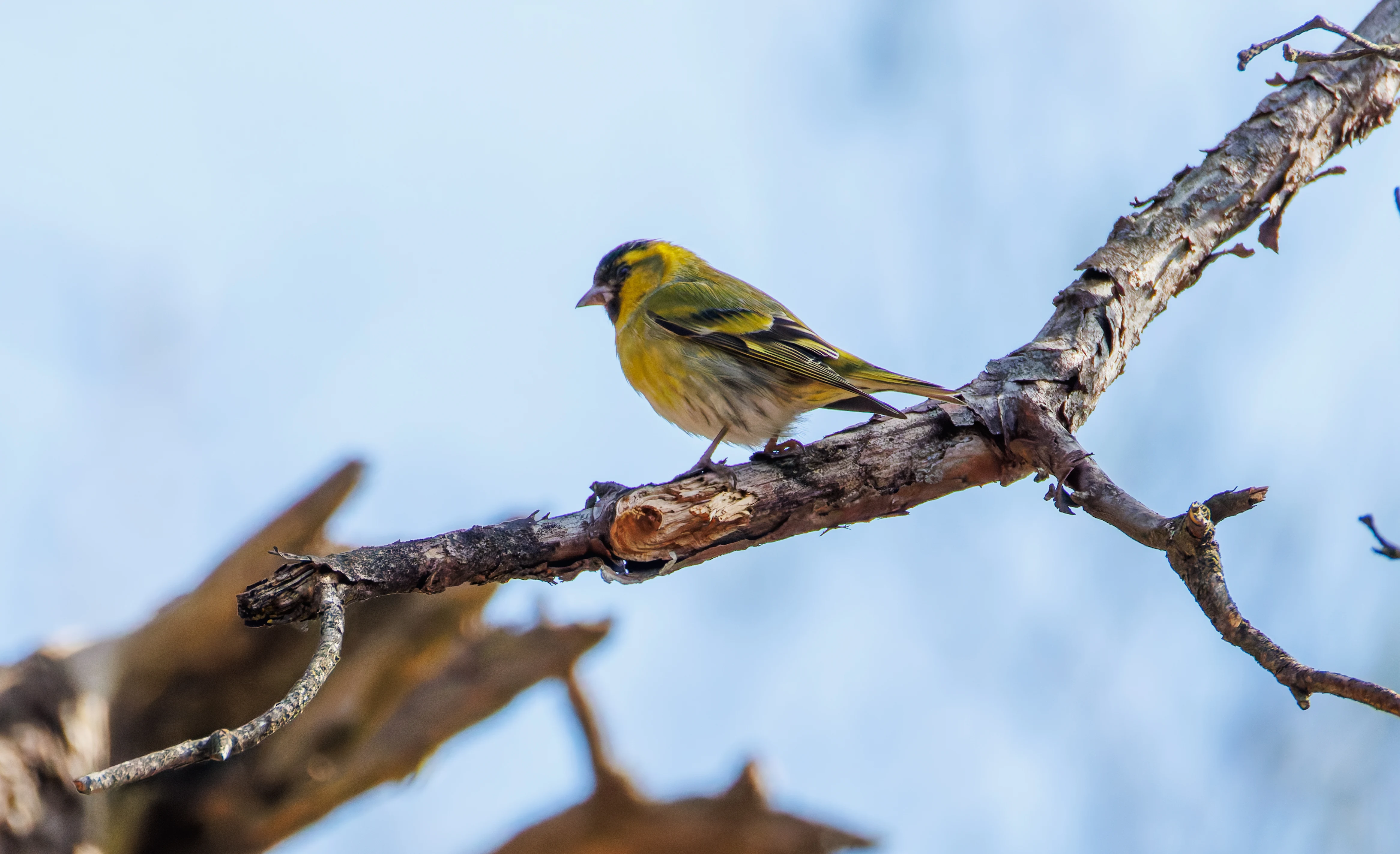 Siskin, Acres Down, Hampshire, UK — photo by Orlando Prugel-Bennett