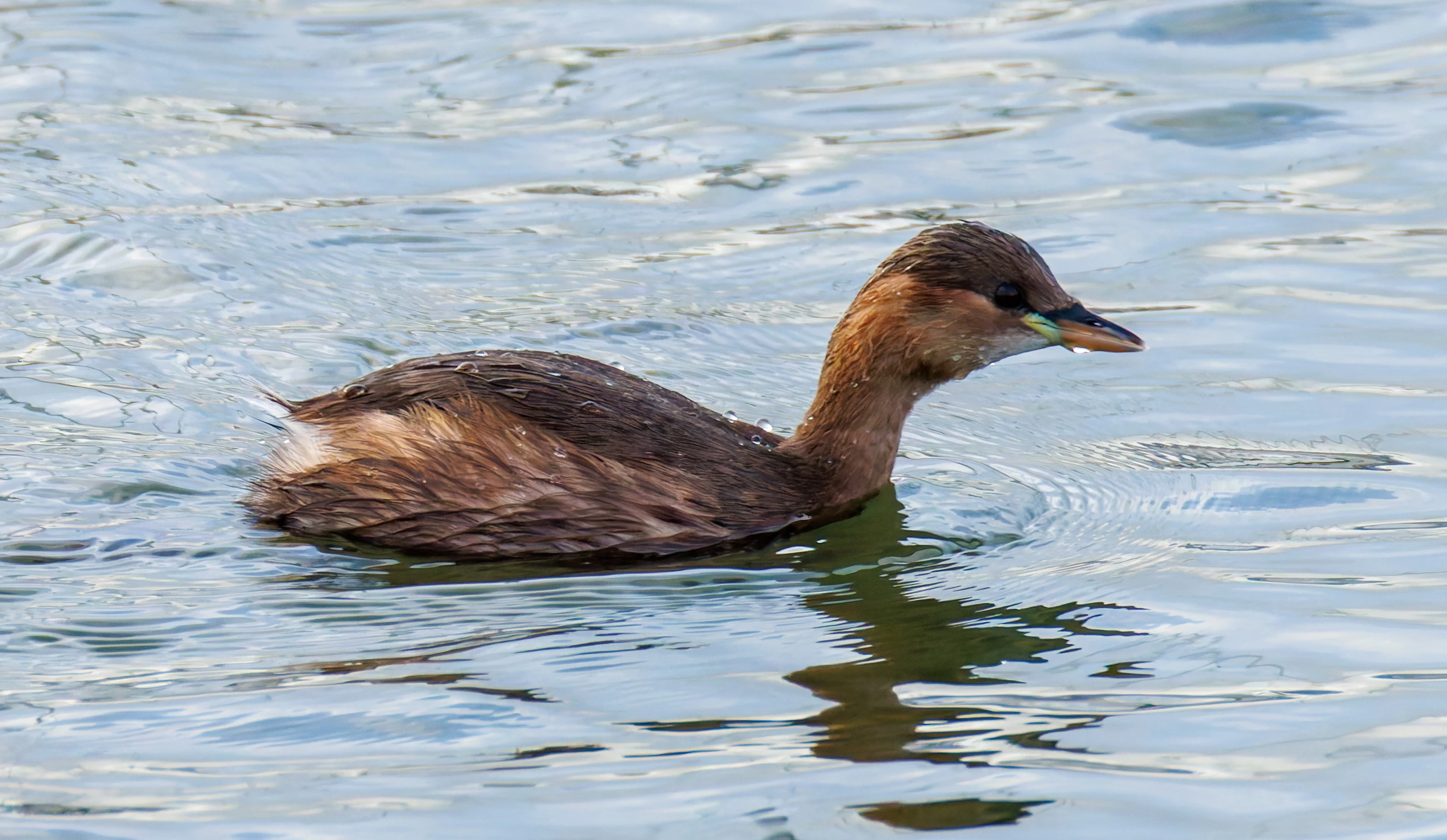 Little Grebe, Titchfield Haven, UK — photo by Orlando Prugel-Bennett