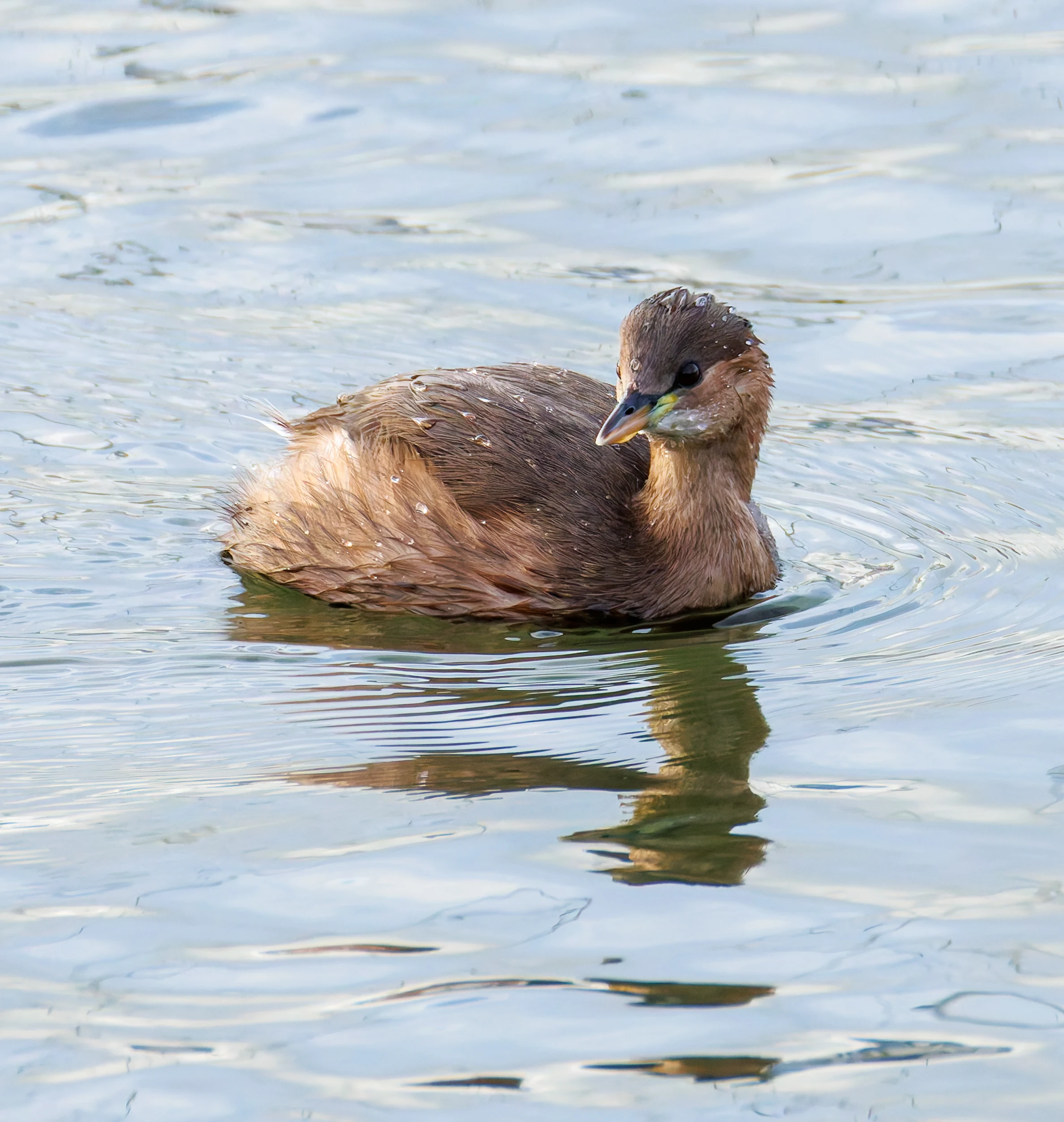 Little Grebe, Titchfield Haven, UK — photo by Orlando Prugel-Bennett