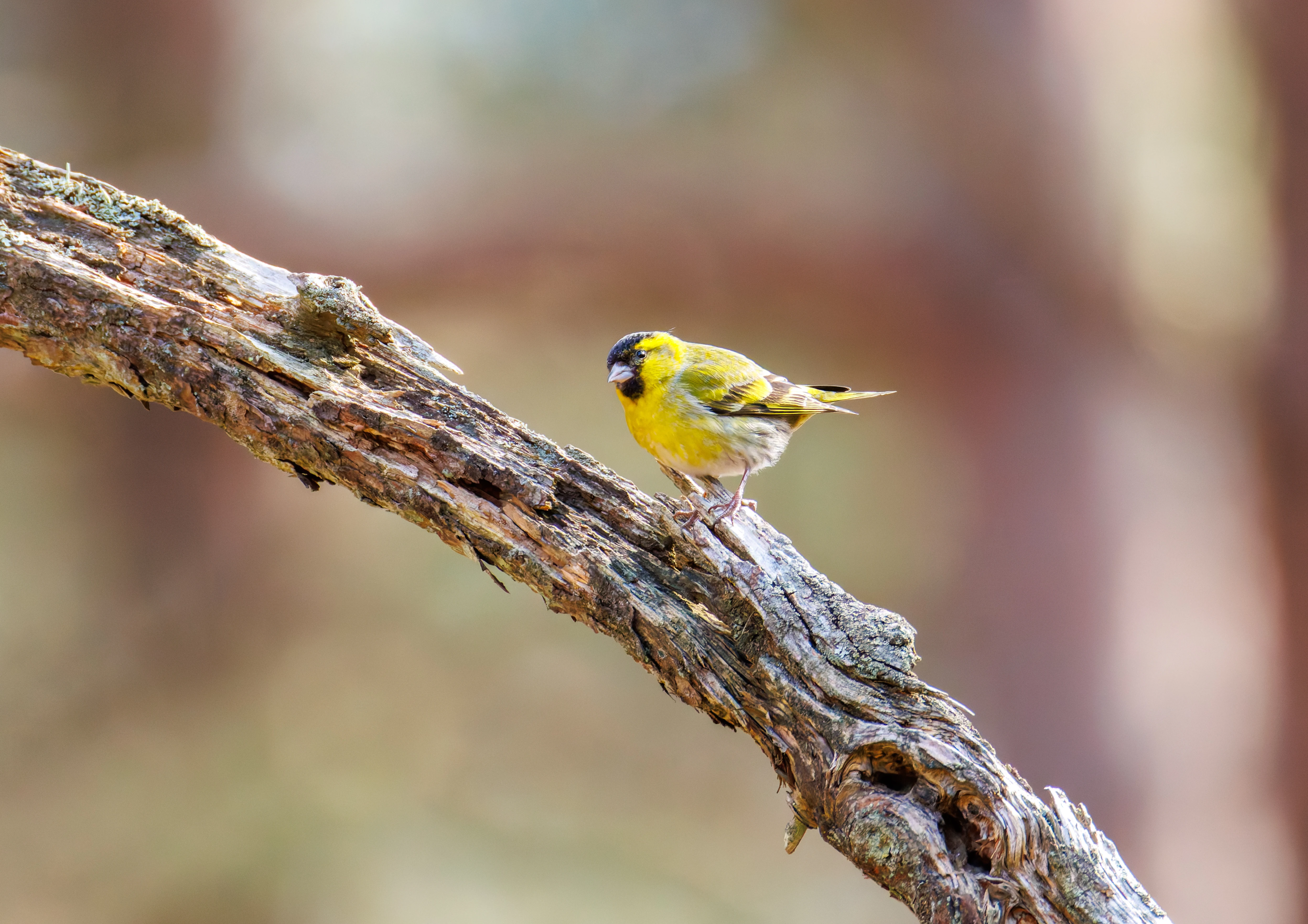 Siskin, Acres Down, Hampshire, UK — photo by Orlando Prugel-Bennett