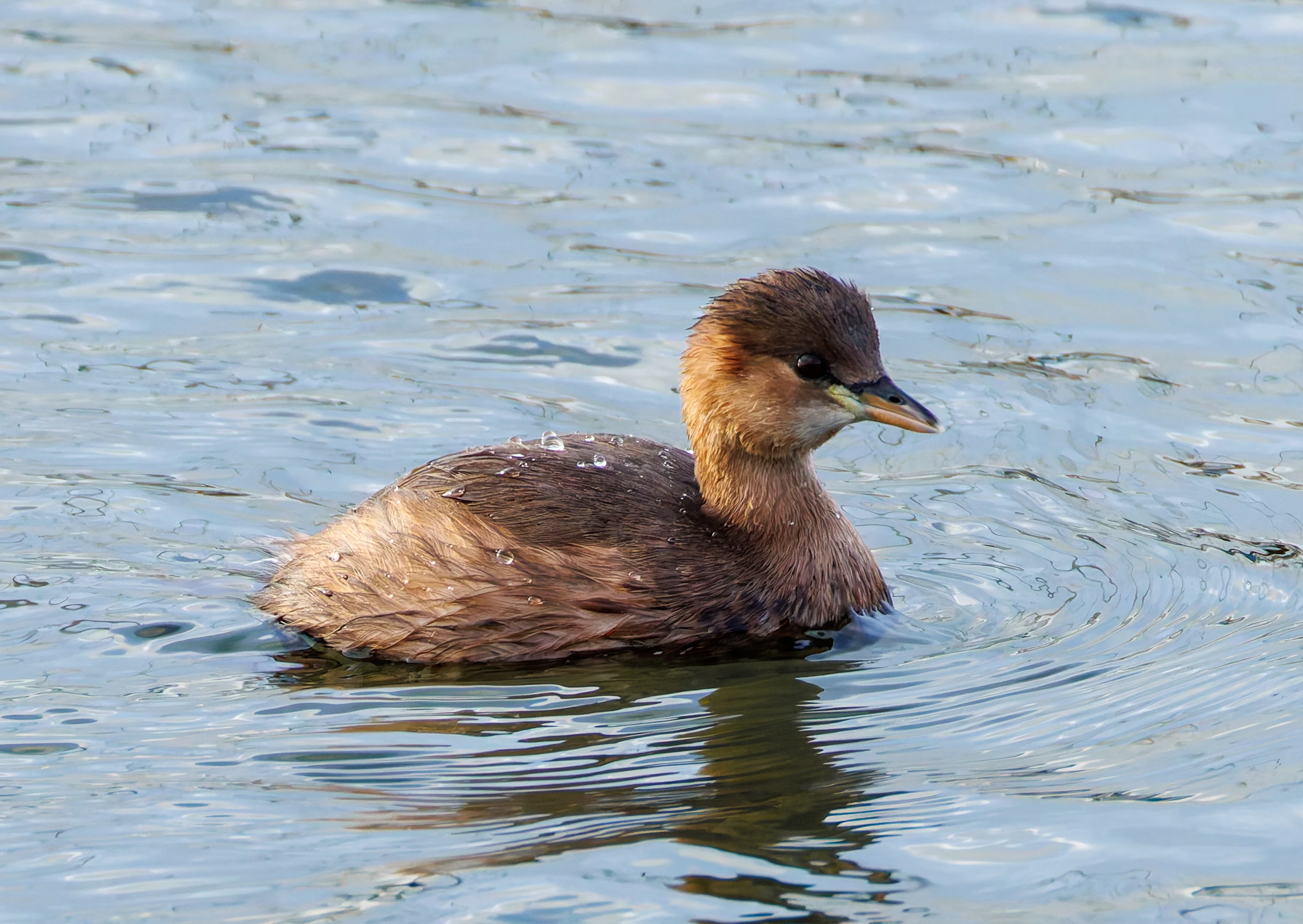 Little Grebe, Titchfield Haven, UK — photo by Orlando Prugel-Bennett