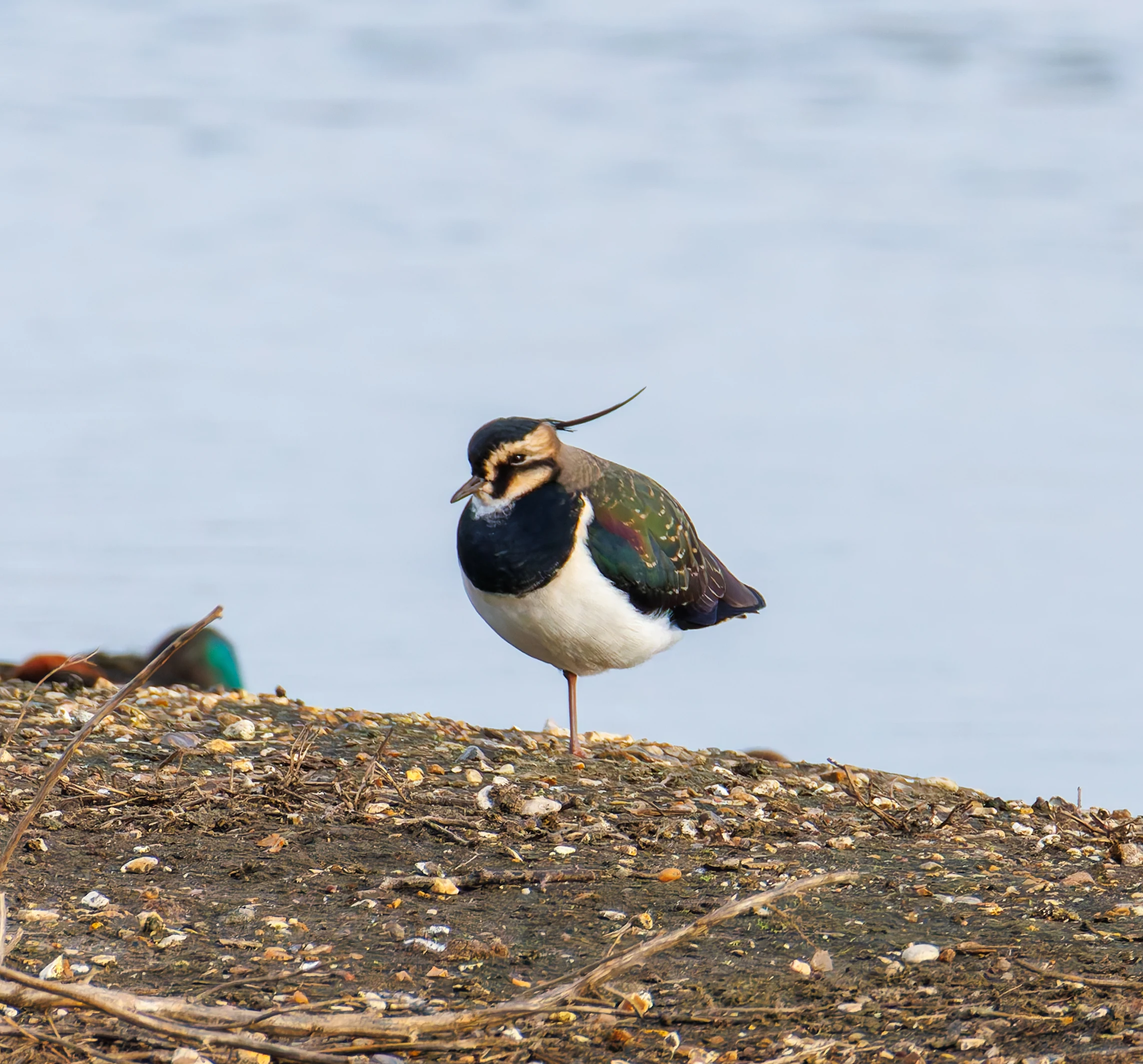 Lapwing, Titchfield Haven, UK — photo by Orlando Prugel-Bennett