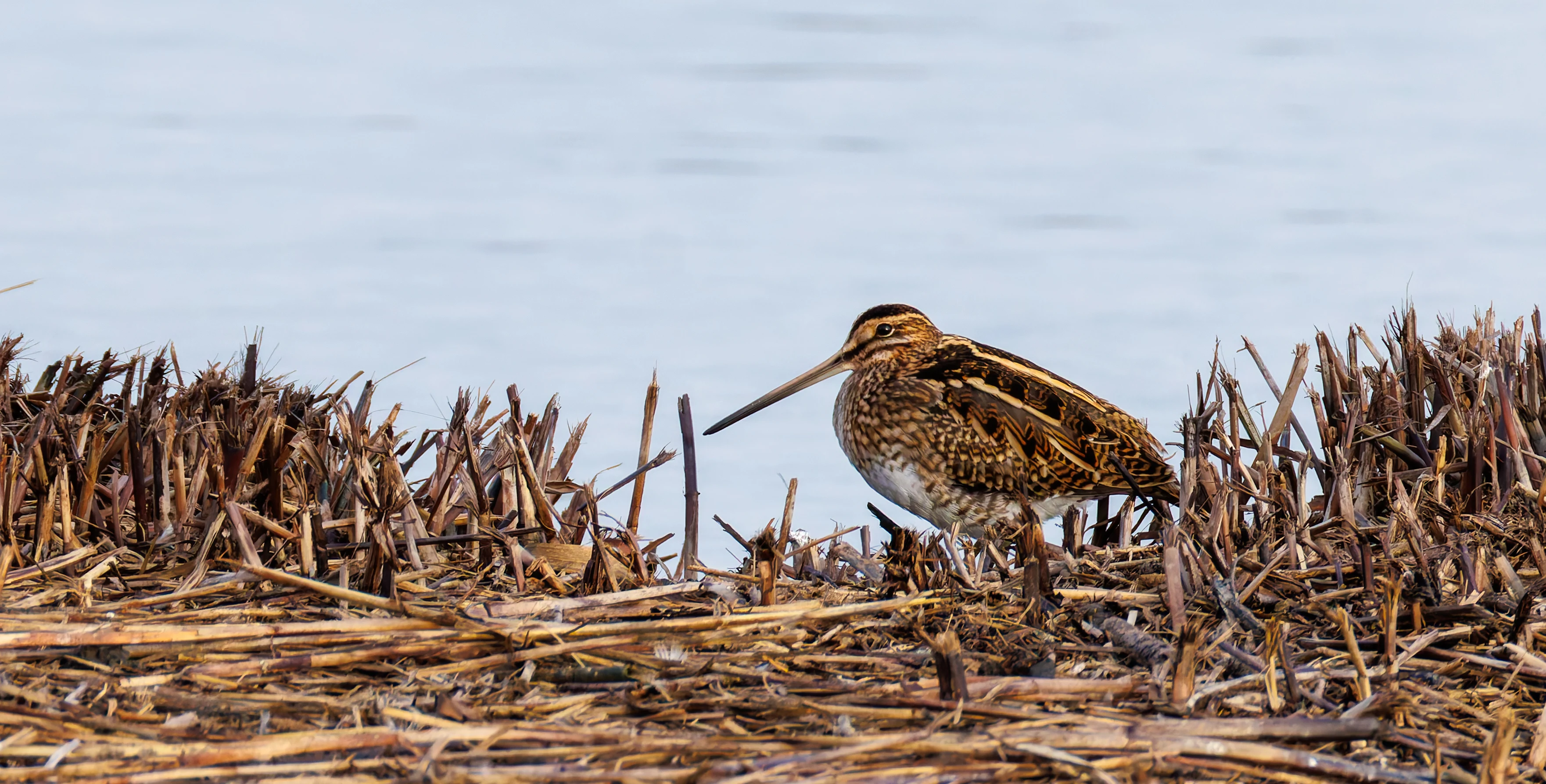 Snipe, Titchfield Haven, UK — photo by Orlando Prugel-Bennett