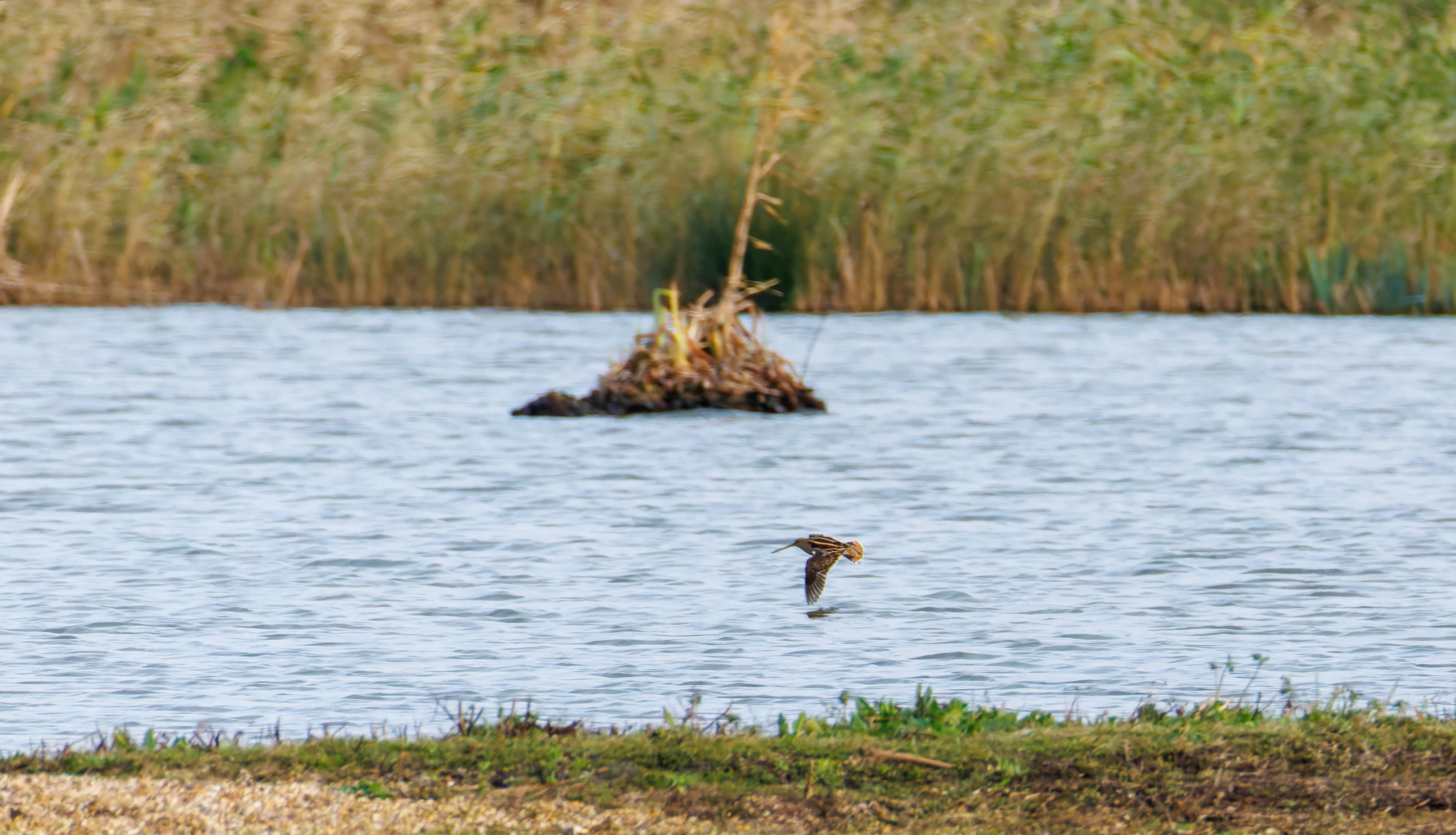 Snipe, Titchfield Haven, UK — photo by Orlando Prugel-Bennett