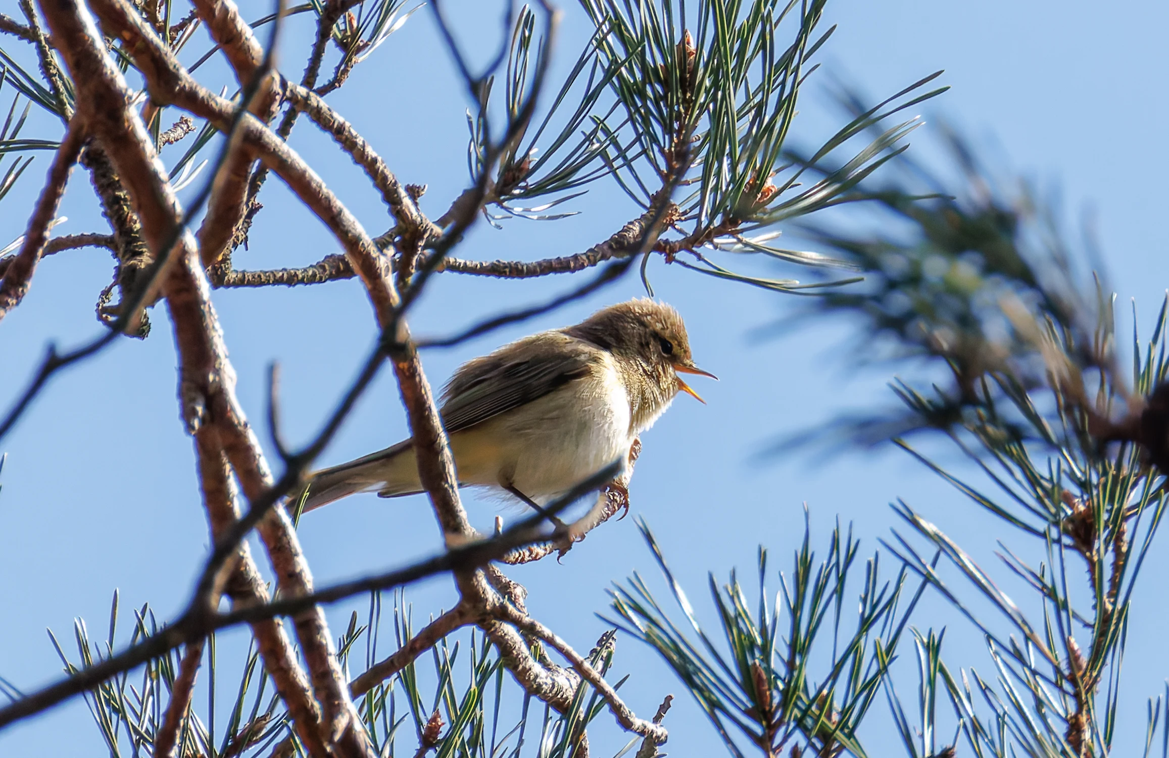 Chiffchaff, Acres Down, Hampshire, UK — photo by Orlando Prugel-Bennett