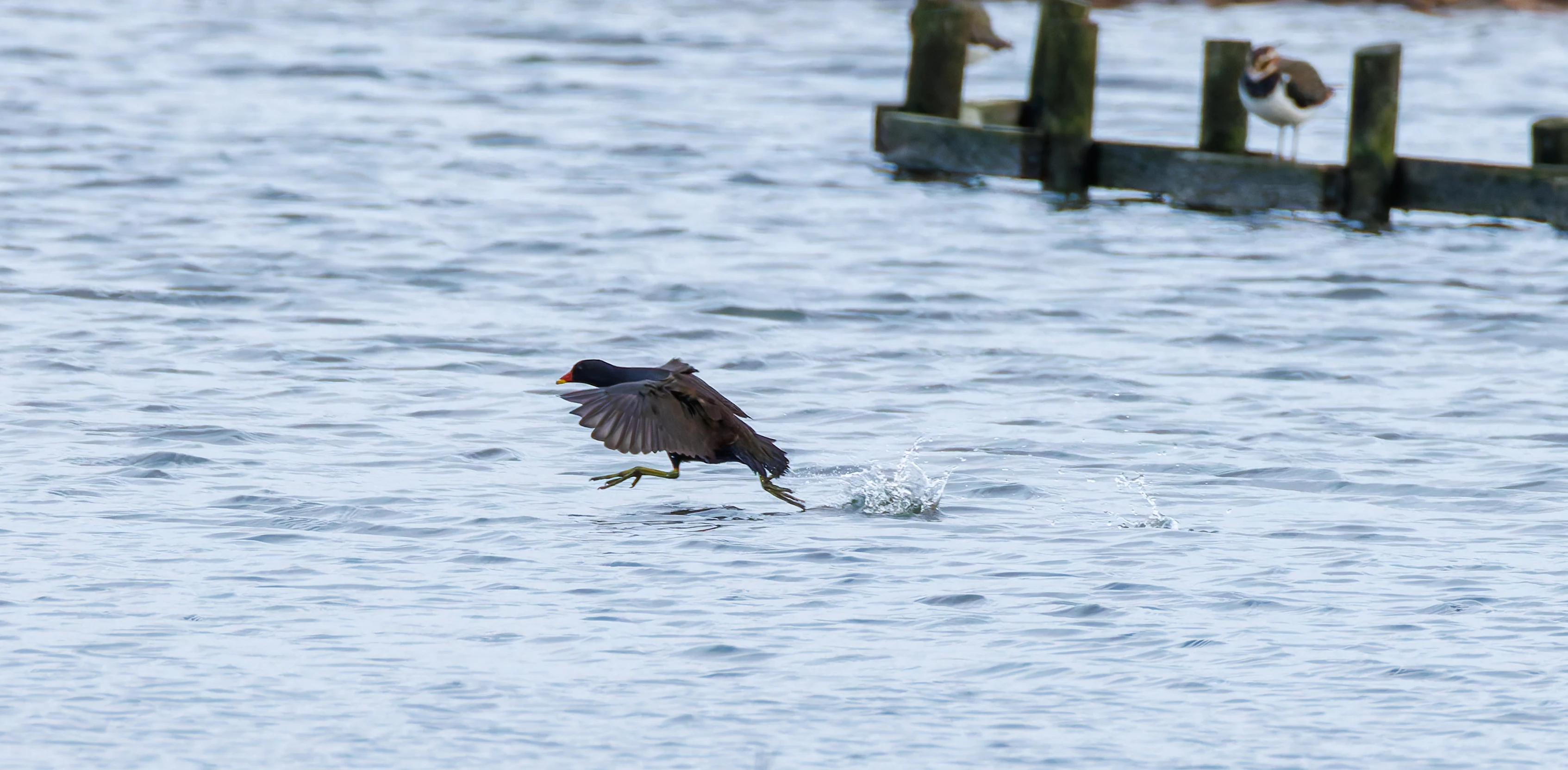 Moorehen, Titchfield Haven, UK — photo by Orlando Prugel-Bennett