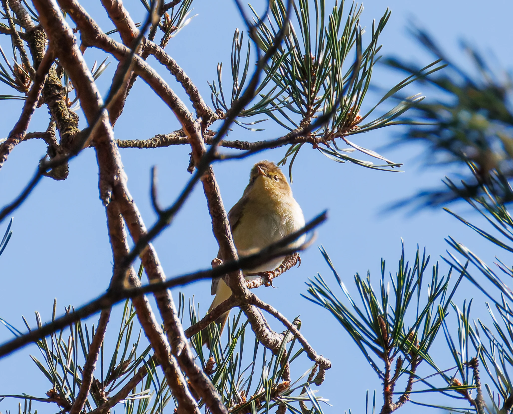 Chiffchaff, Acres Down, Hampshire, UK — photo by Orlando Prugel-Bennett
