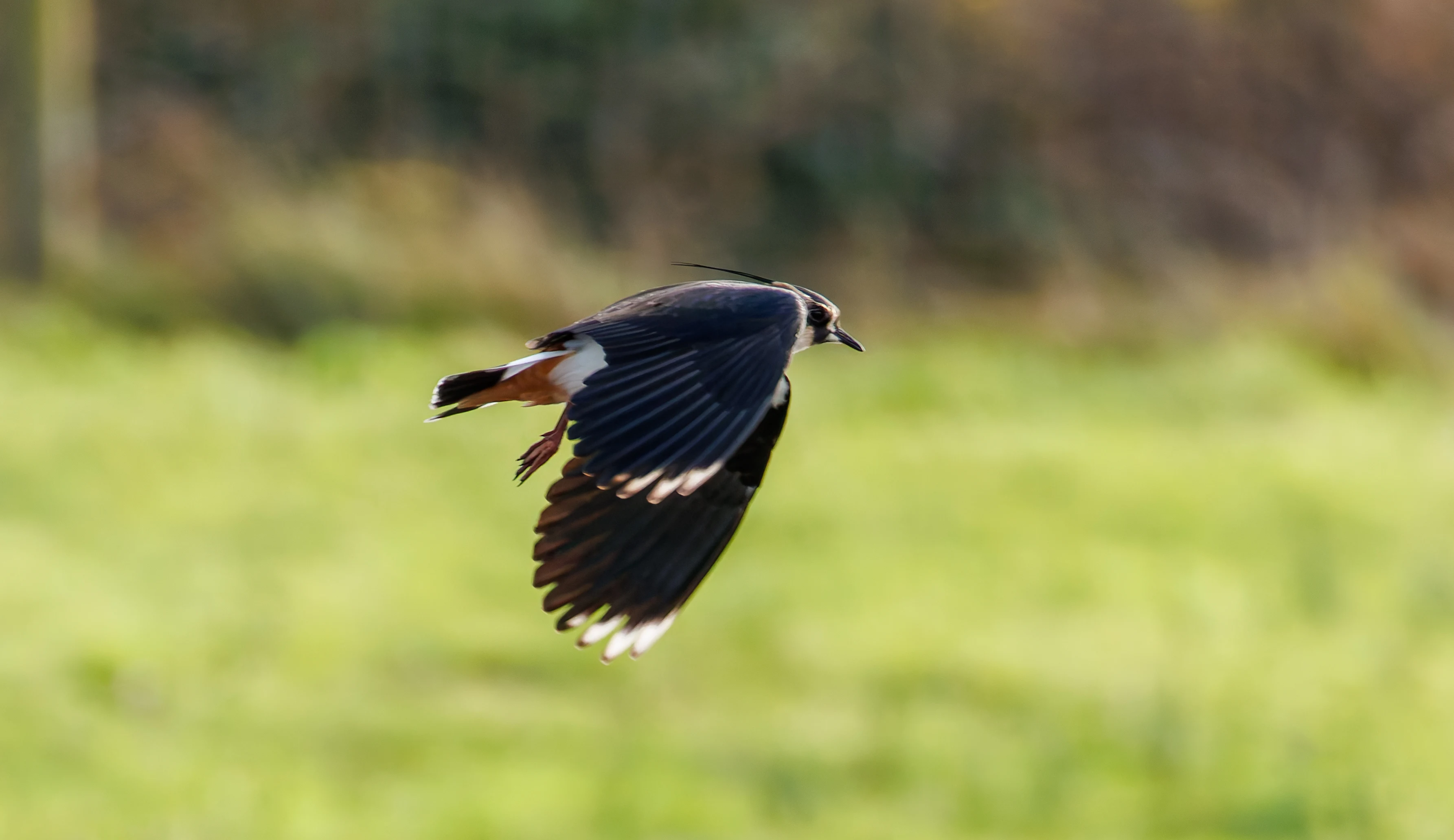 Lapwing, Titchfield Haven, UK — photo by Orlando Prugel-Bennett