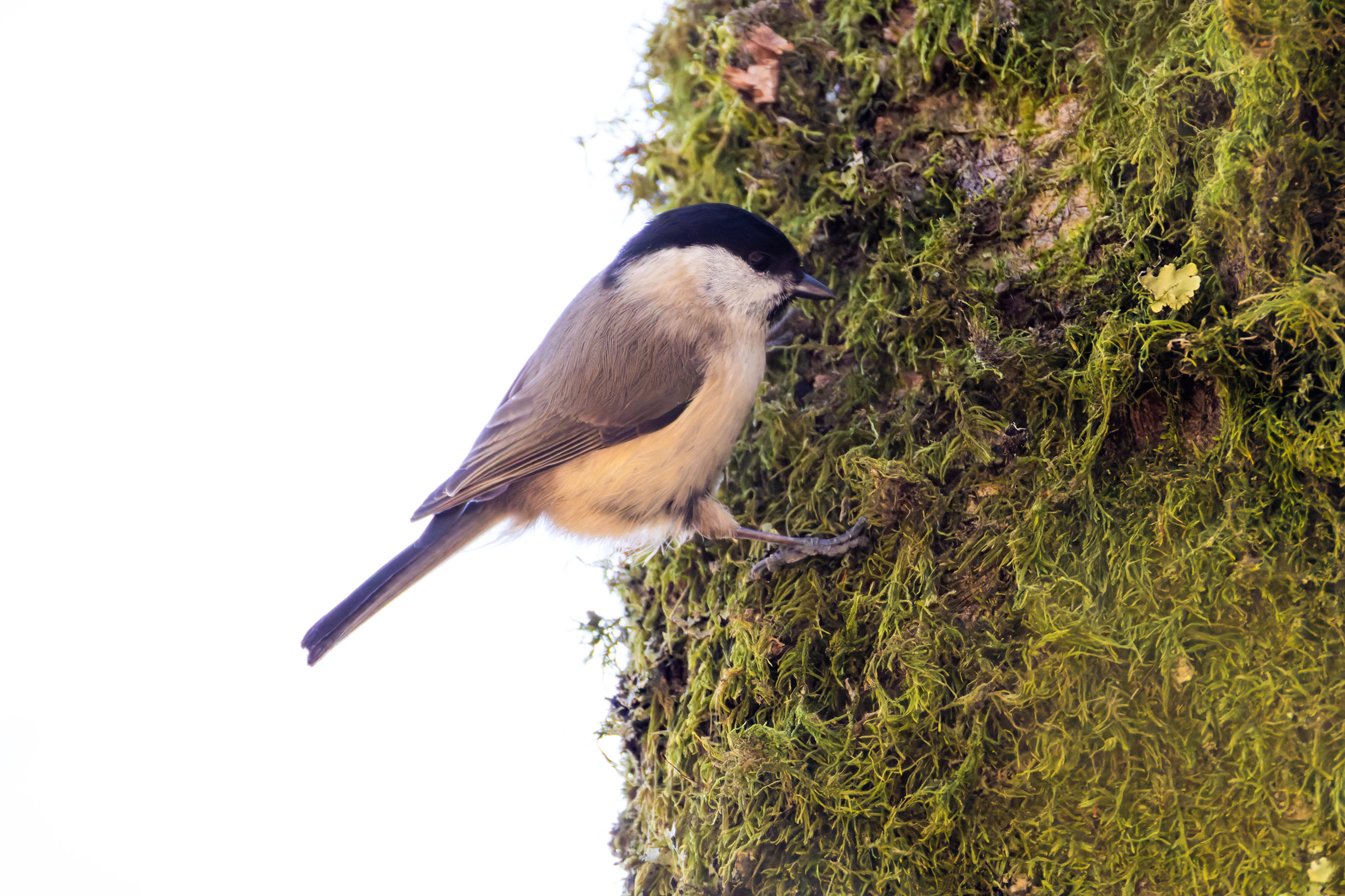 Marsh Tit, Acres Down, Hampshire, UK — photo by Orlando Prugel-Bennett